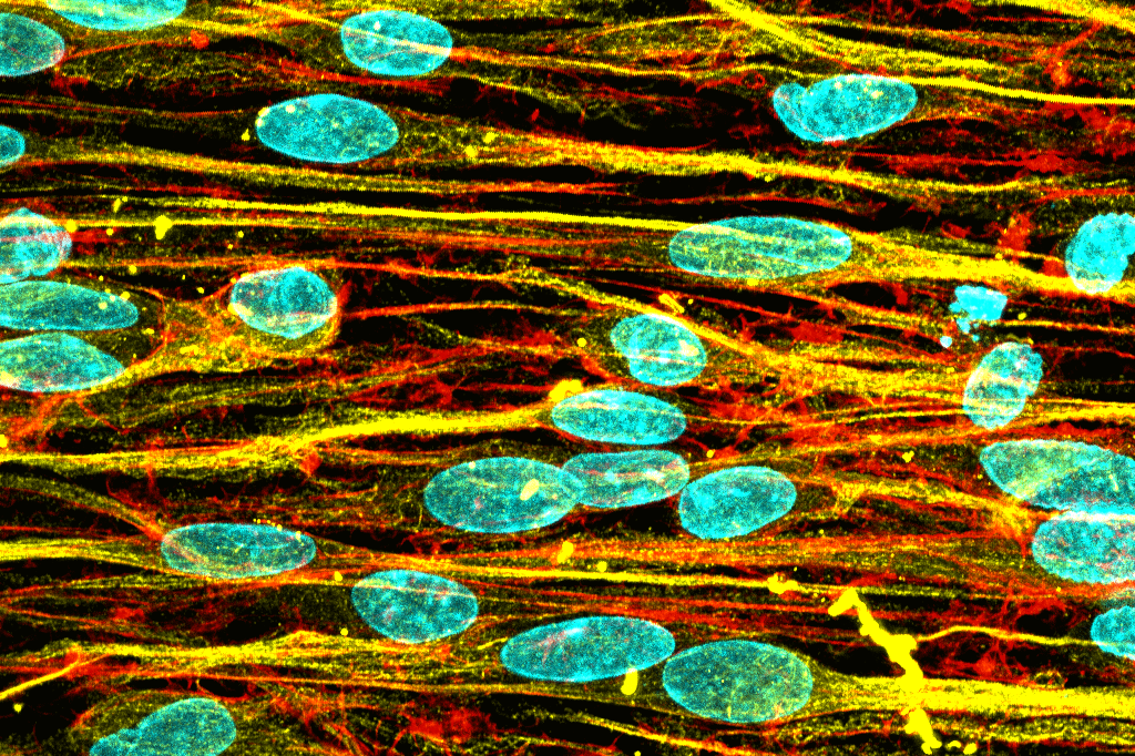 Murine Schwann cells on protein-coated 2D surfaces