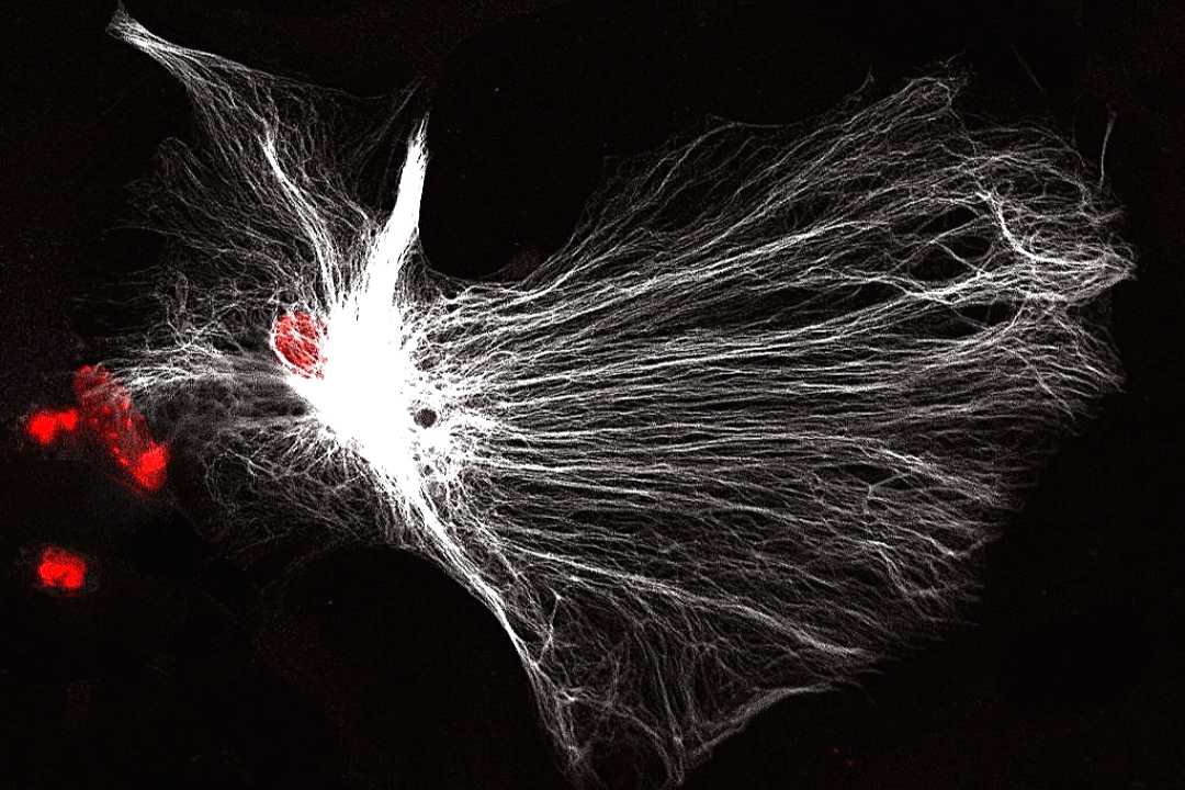 Human astrocyte cells on 2D culture systems 