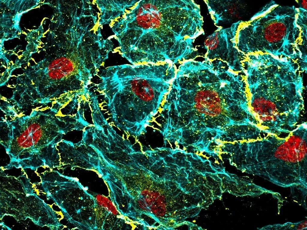 Human endothelial cells in 3D hydrogels