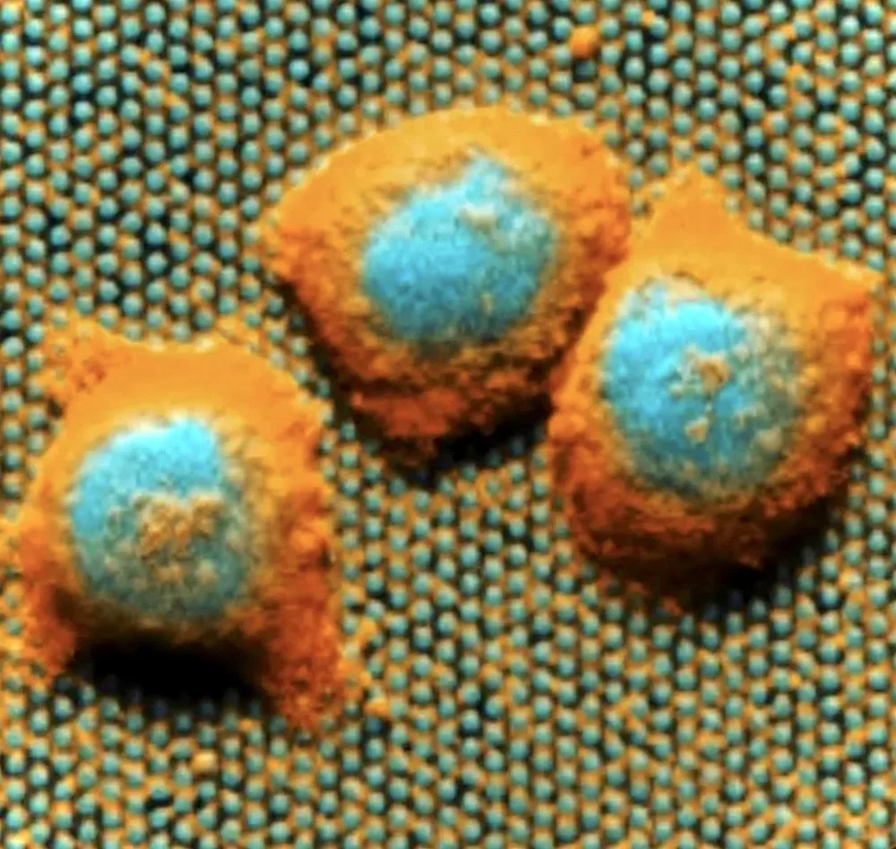 Murine Embryonic Stem Cells on nanostructures thumbnail