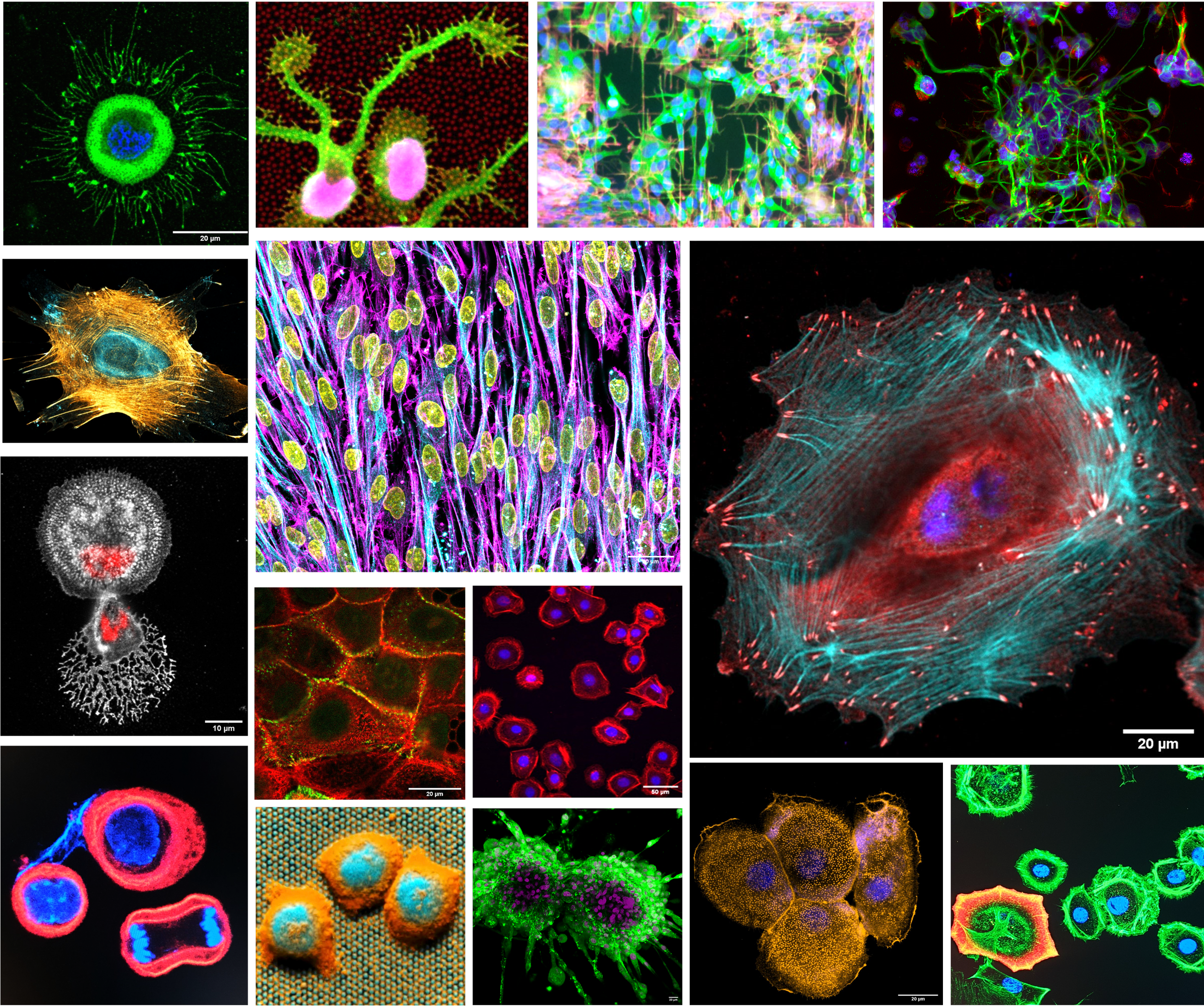 Collection of microscopic images of cells and cellular components with fluorescent staining, showing various shapes, structures, and cell types.