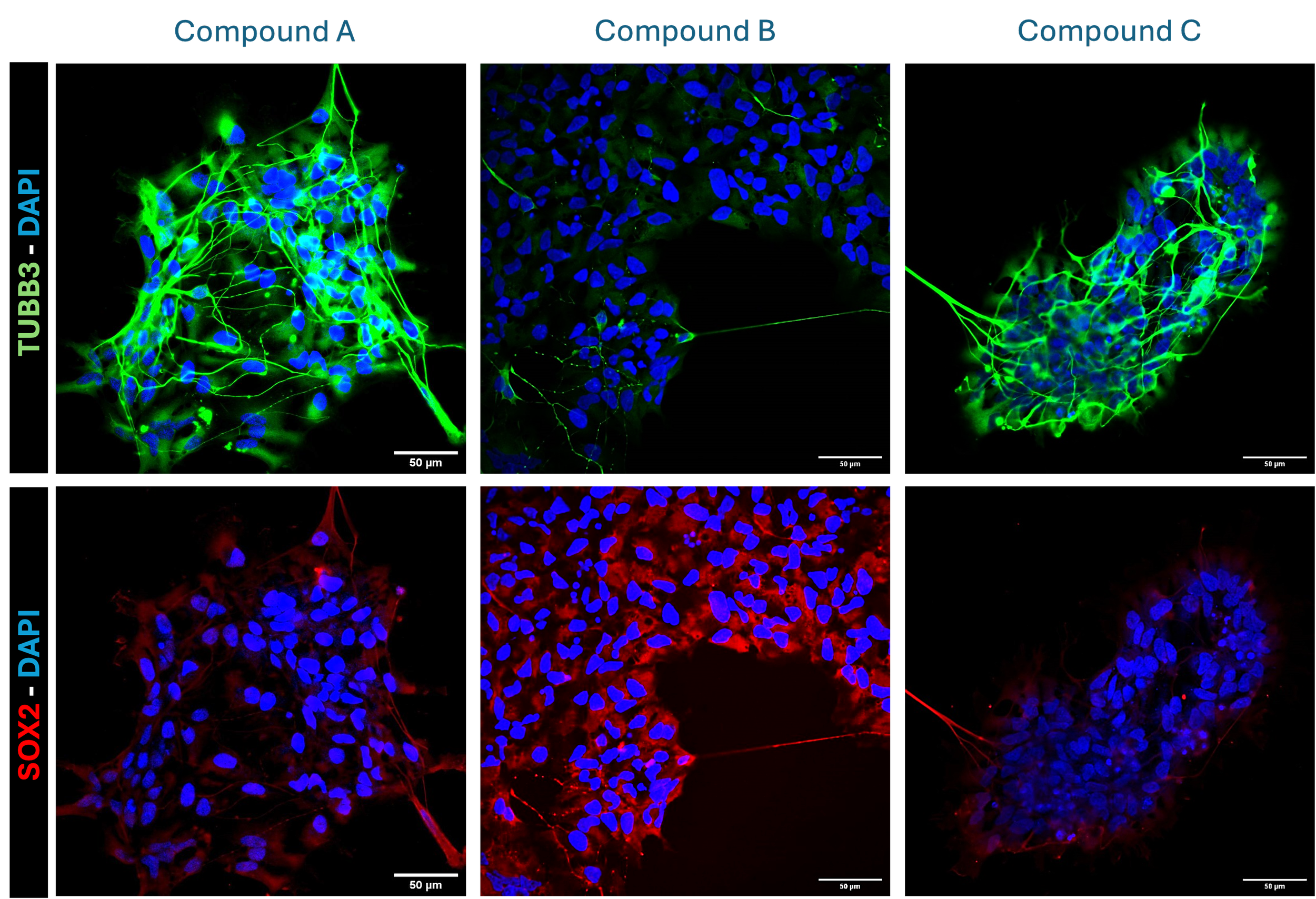 Human neural stem cell compound screening fluorescence image panel