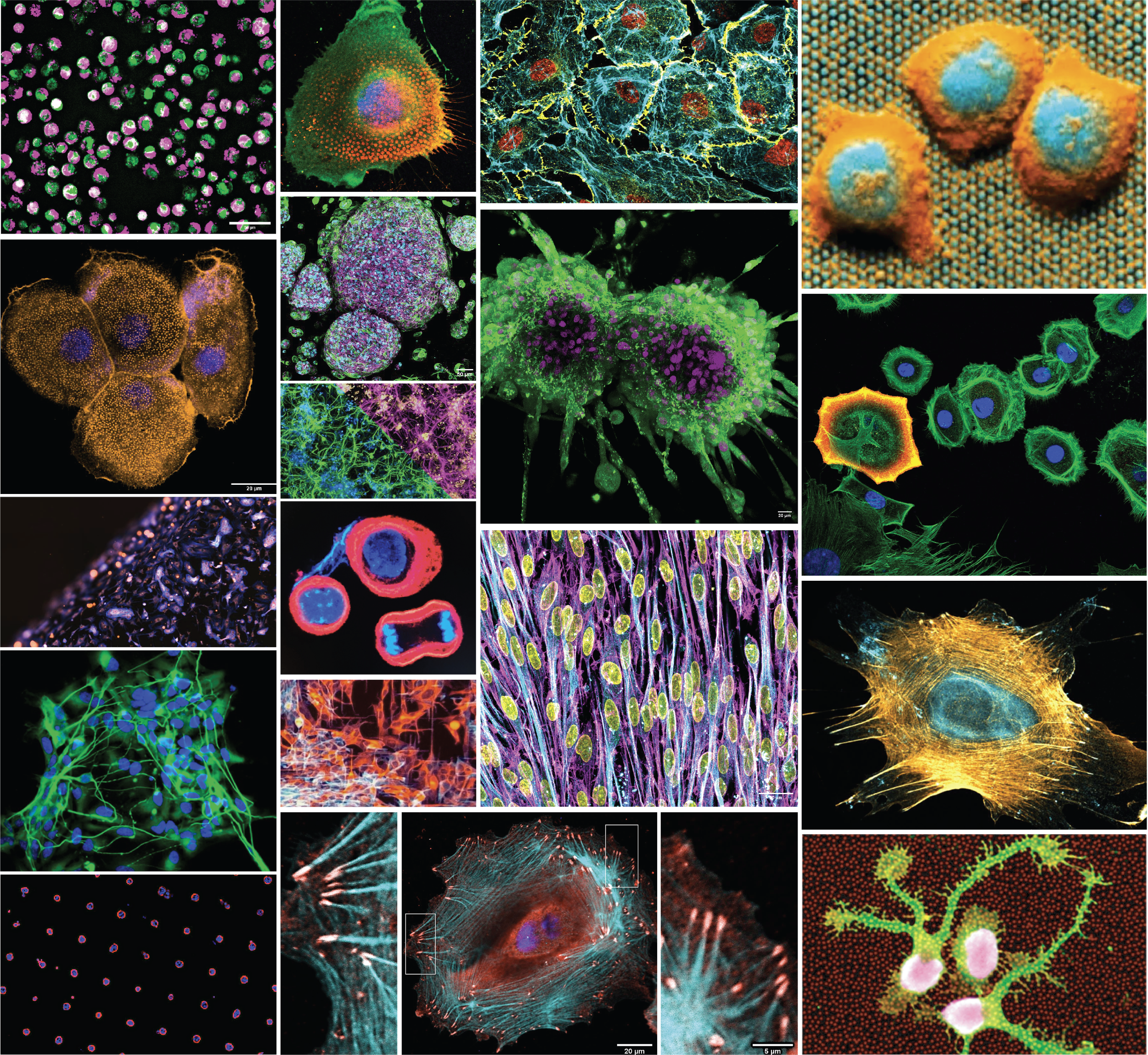 CellCircuit Bio fluorescence imaging gallery