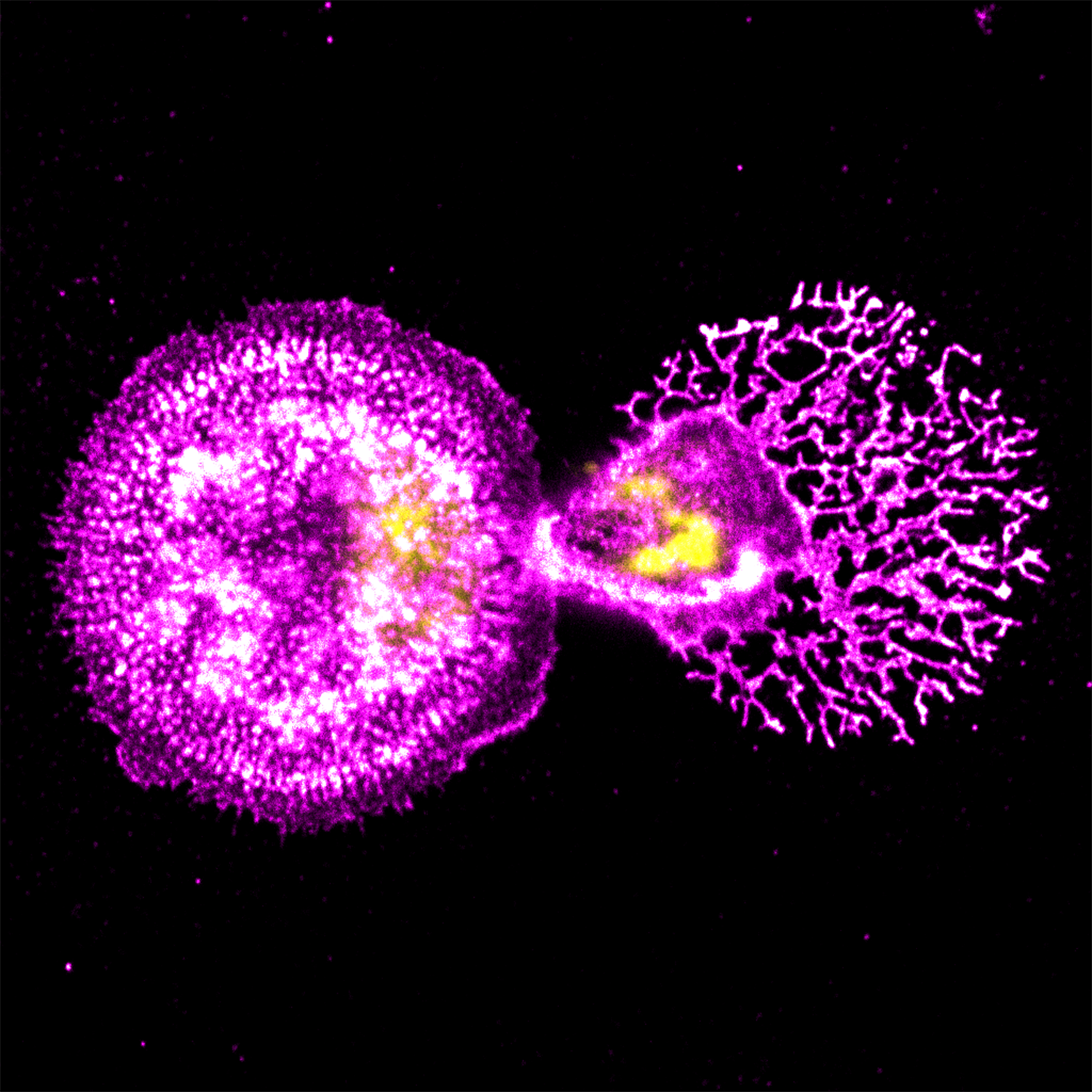Human keratinocytes on engineered 2D biointerfaces
