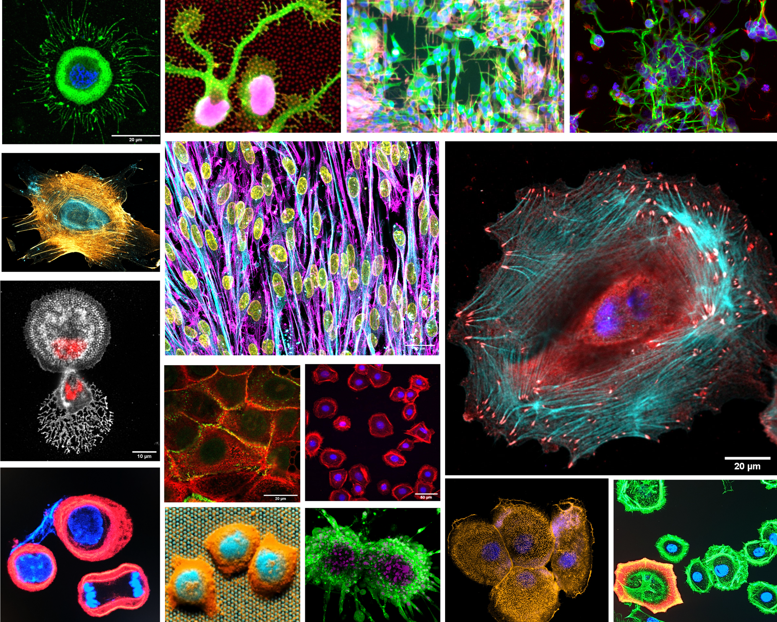CellCircuit Bio fluorescence imaging gallery