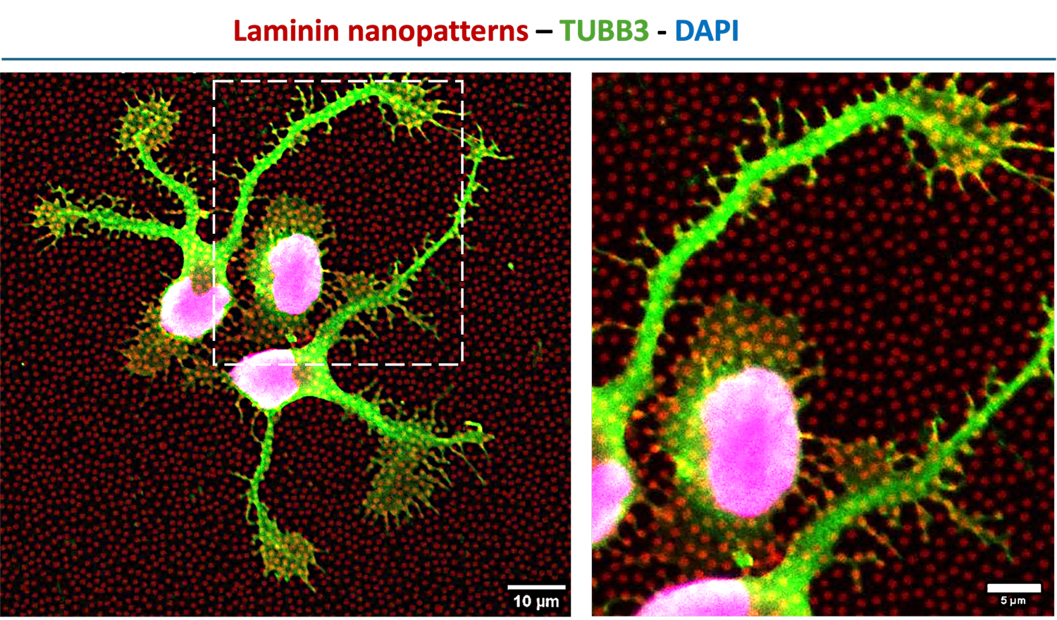 Human neural stem cells cultured on nanopatterned ECM substrates