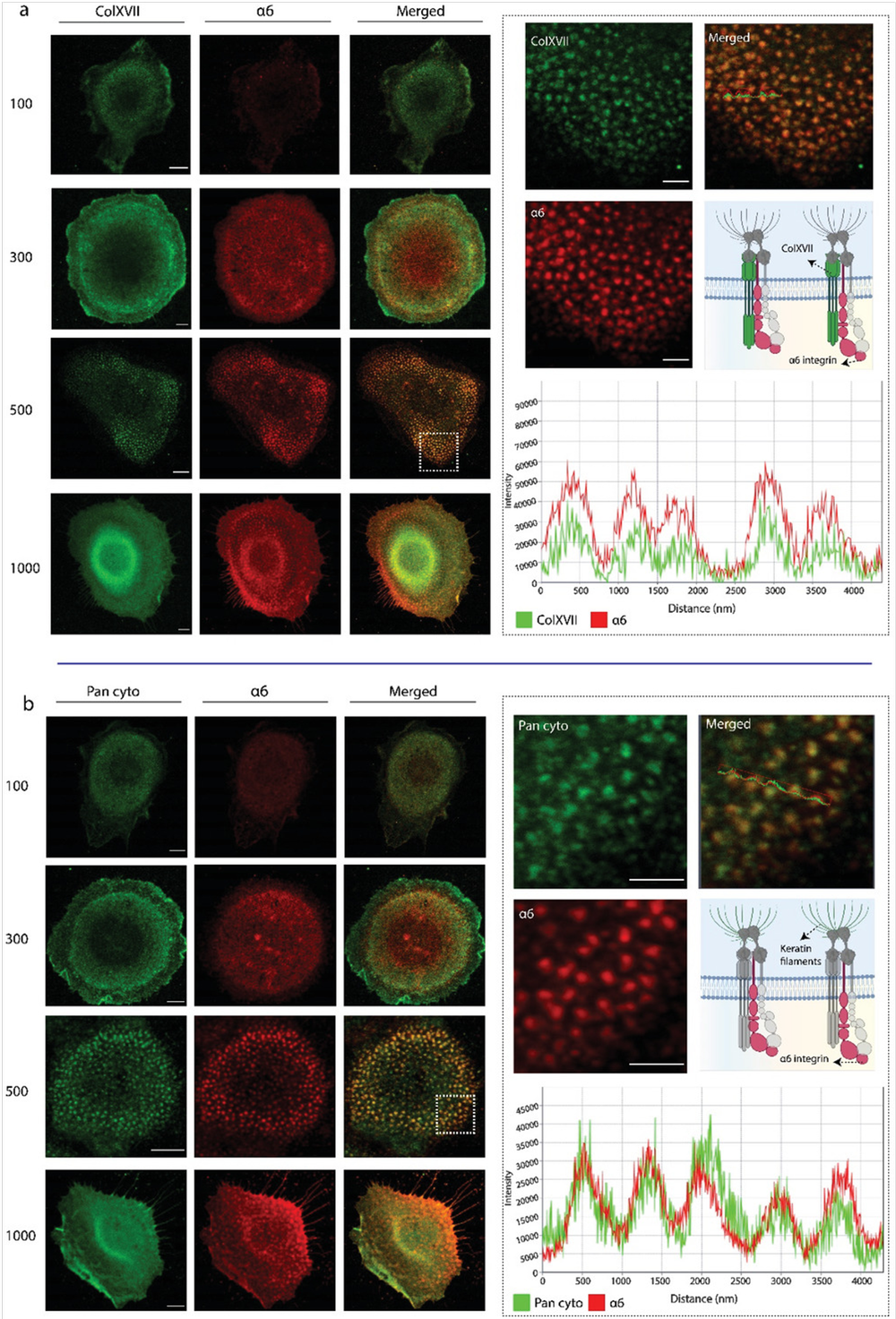 Confocal fluorescence imaging of HaCaT cells on nanopatterned substrates