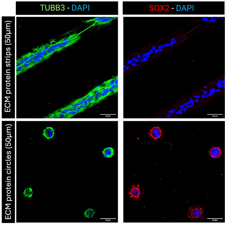 Fluorescence imaging of human neural stem cells on ECM micropatterned substrates