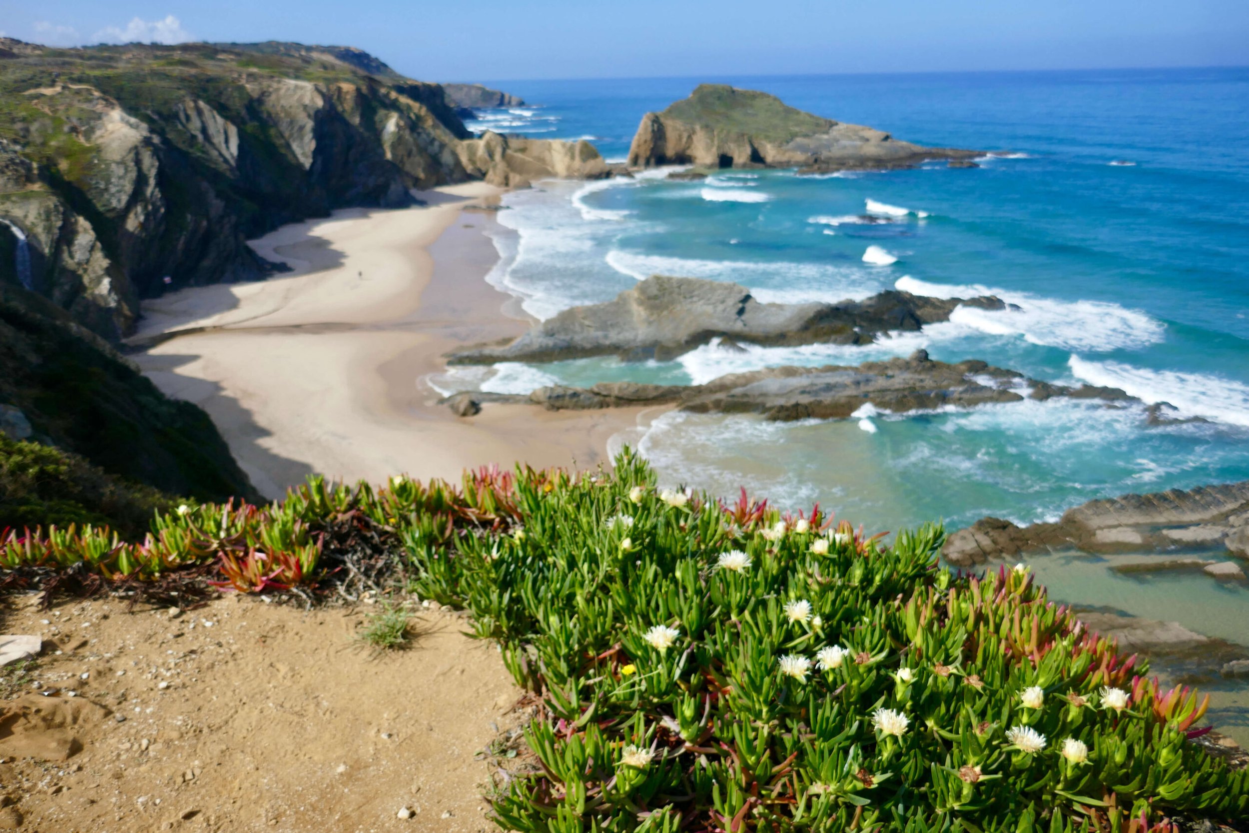 Coastal landscape with sandy beach, rocky cliffs, and ocean waves, with green plants and white flowers in the foreground.