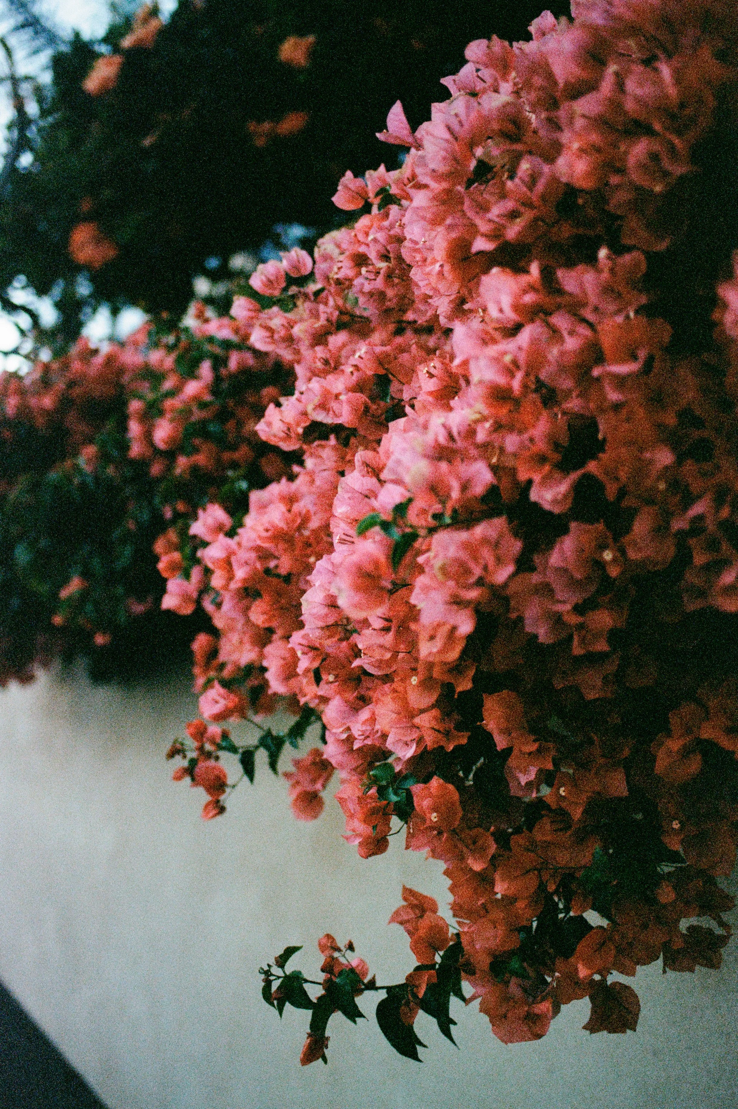 Close-up of vibrant pink bougainvillea flowers with green leaves against a dark background.