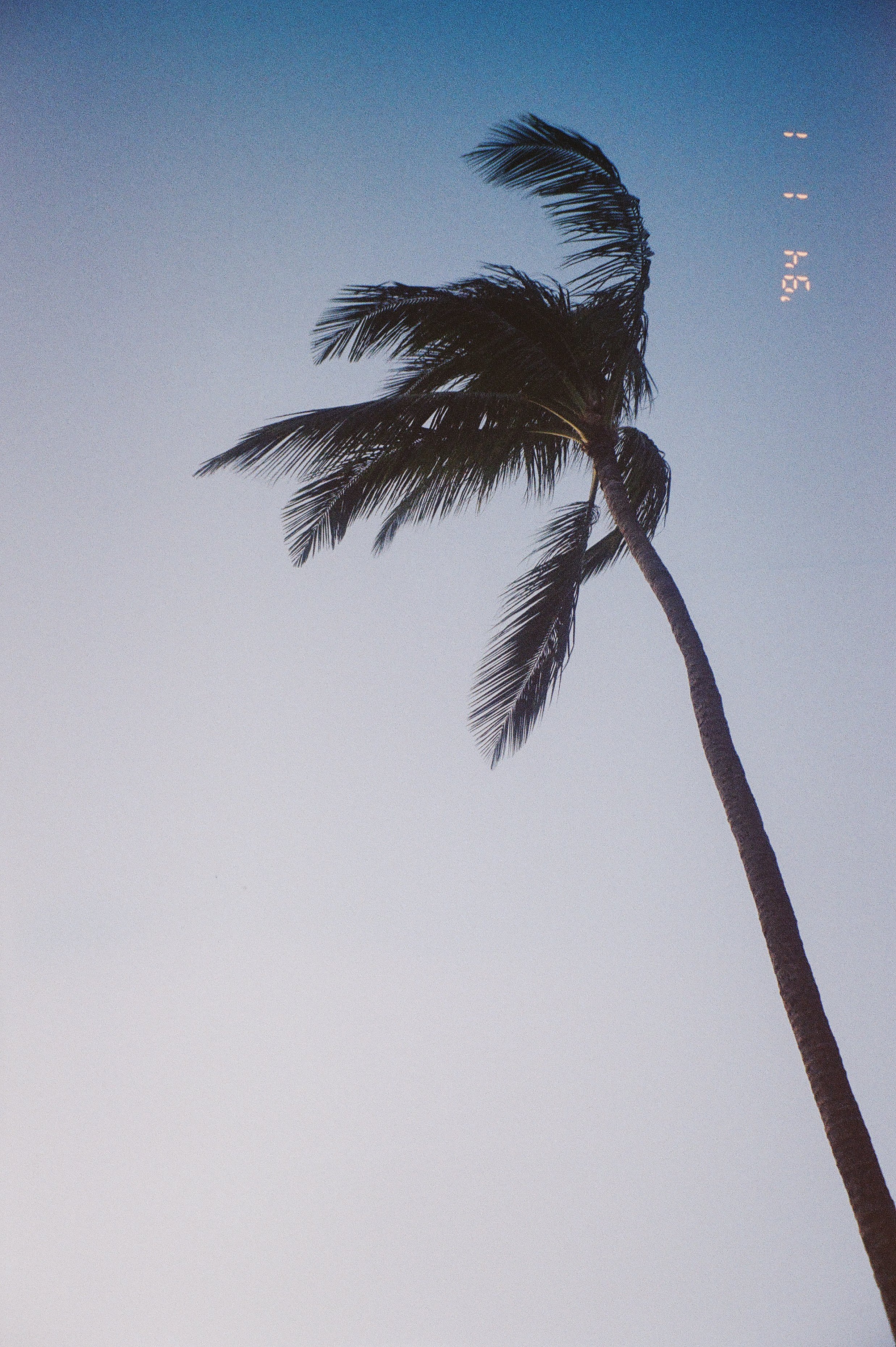 A tall palm tree with fronds swaying in the wind against a clear sky during dusk or dawn.