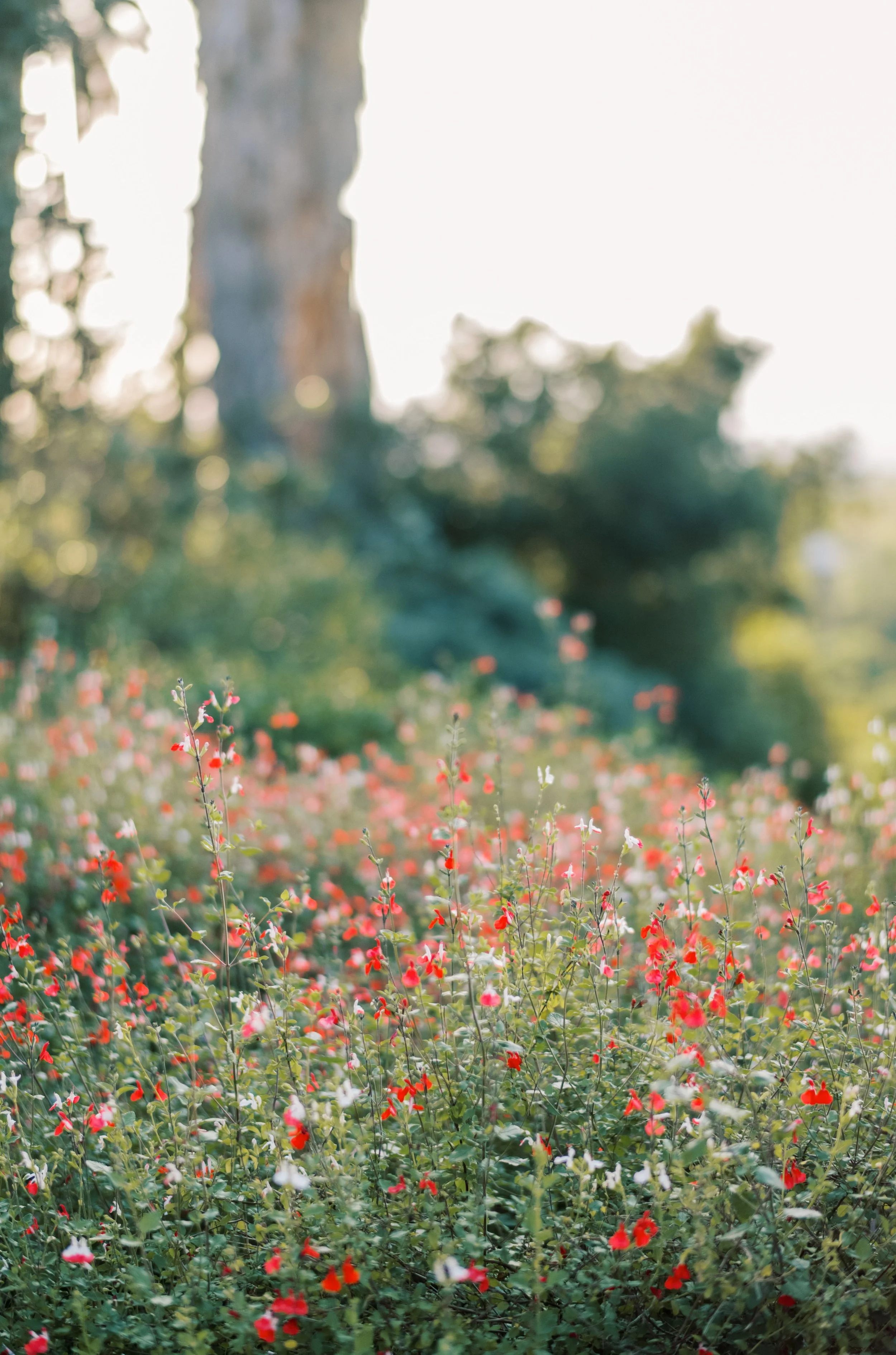 A field of red and white small flowers with a blurred background of trees and sky during daytime