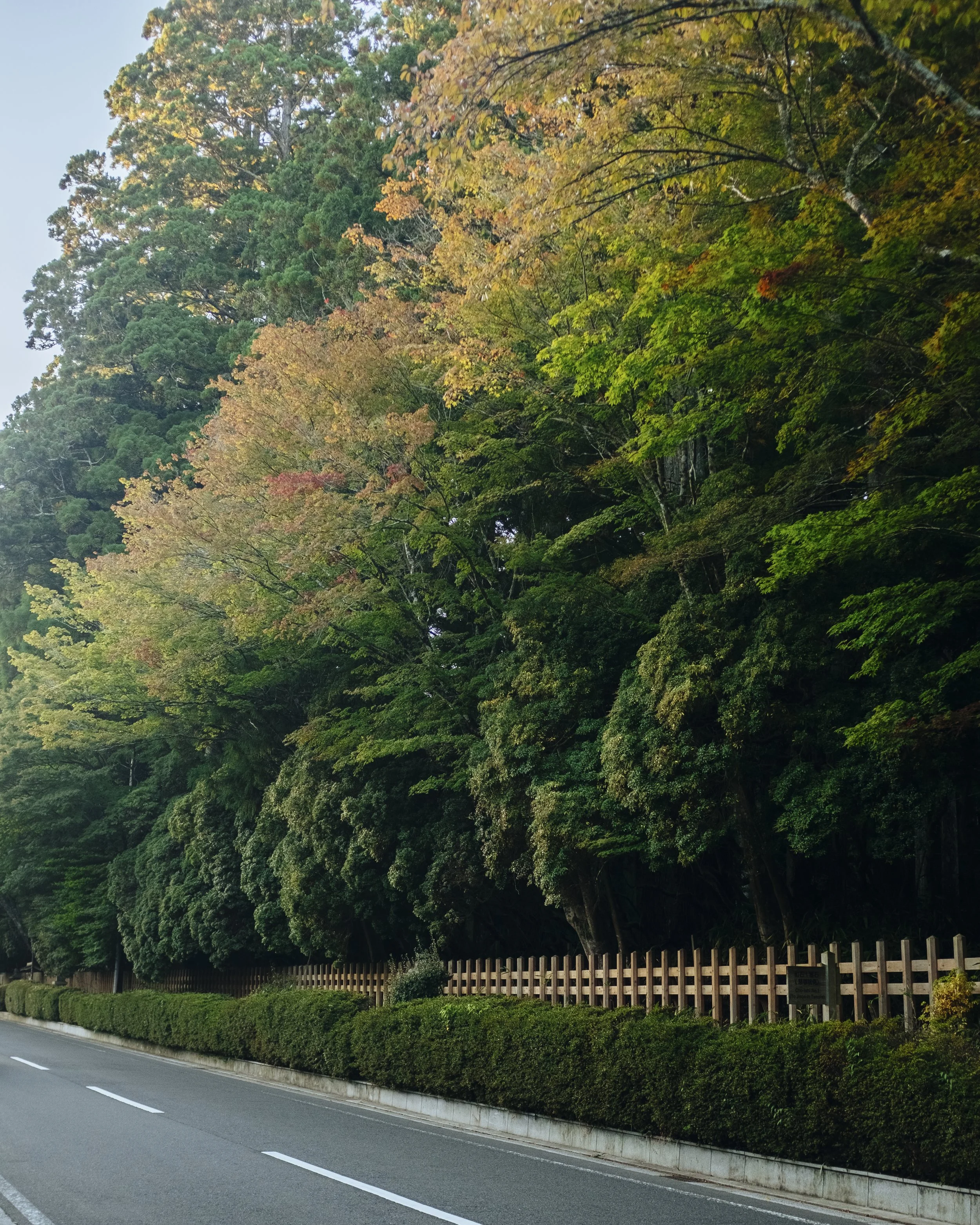 Trees with green, yellow, and orange leaves along a roadside with a wooden fence and trimmed hedge.