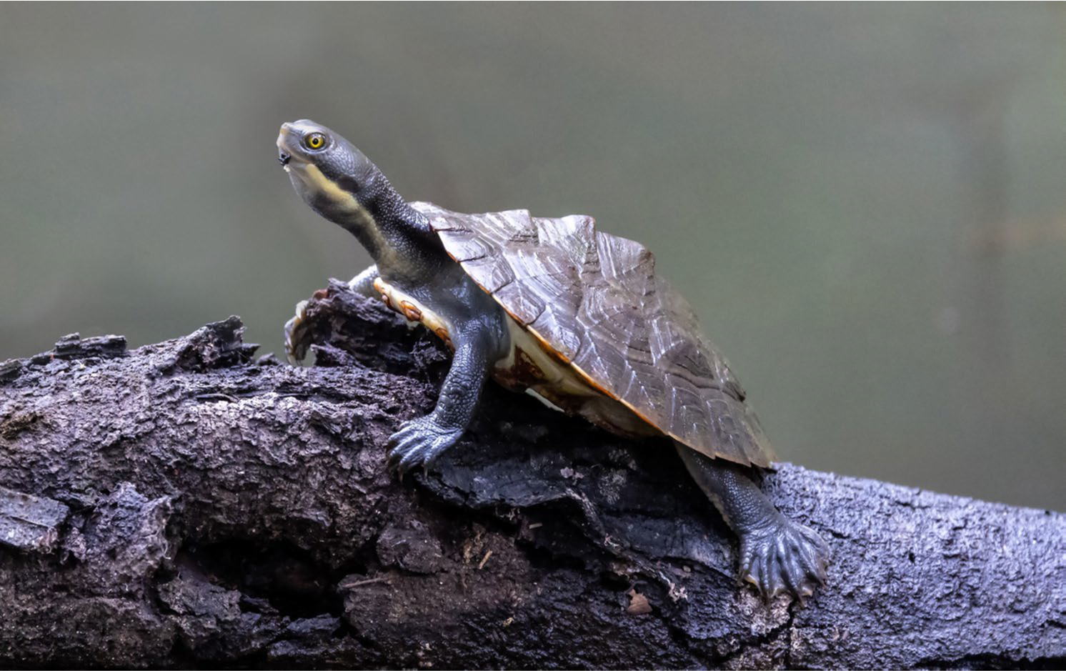 A turtle with a lizard-like body and a shell perched on a rugged log, with a plain, muted background.