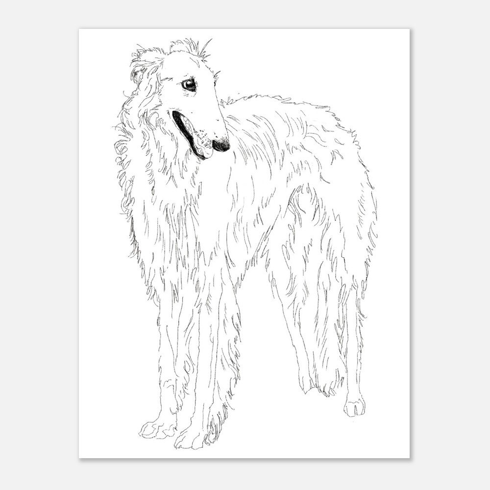 Borzoi
