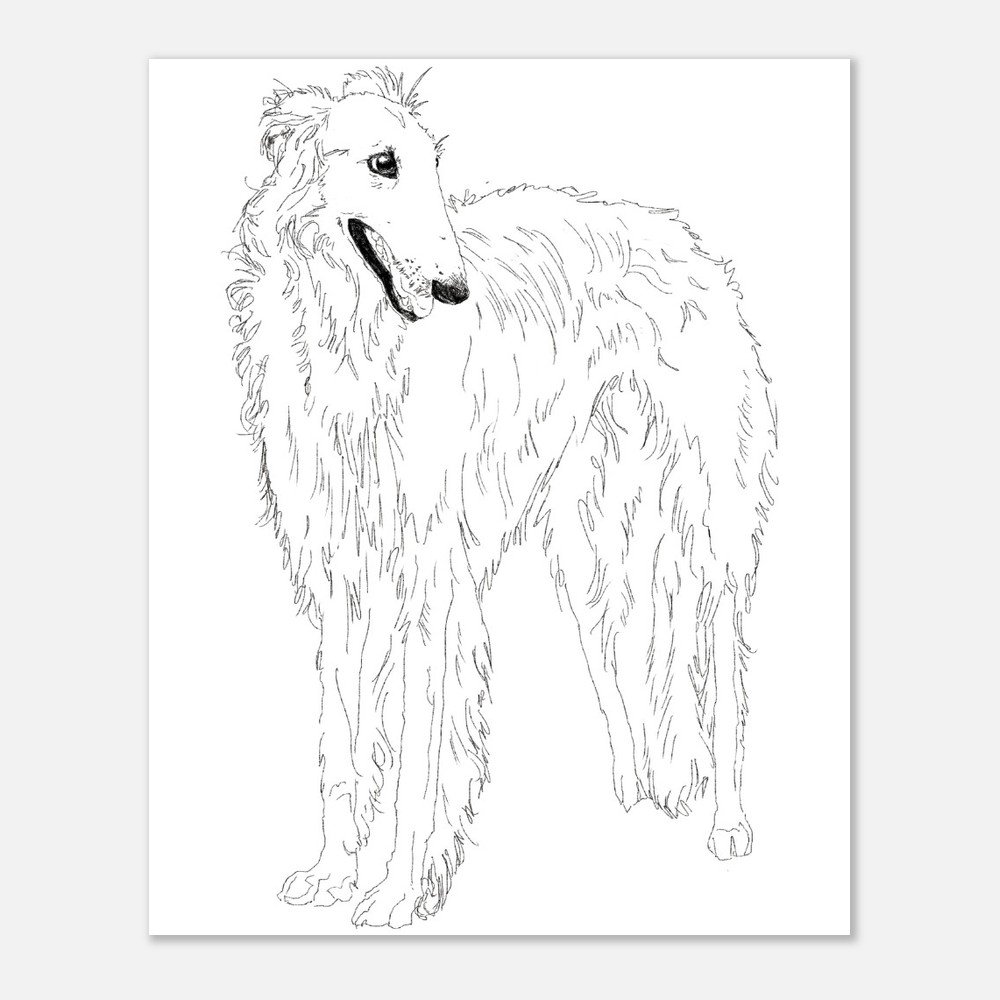 Borzoi
