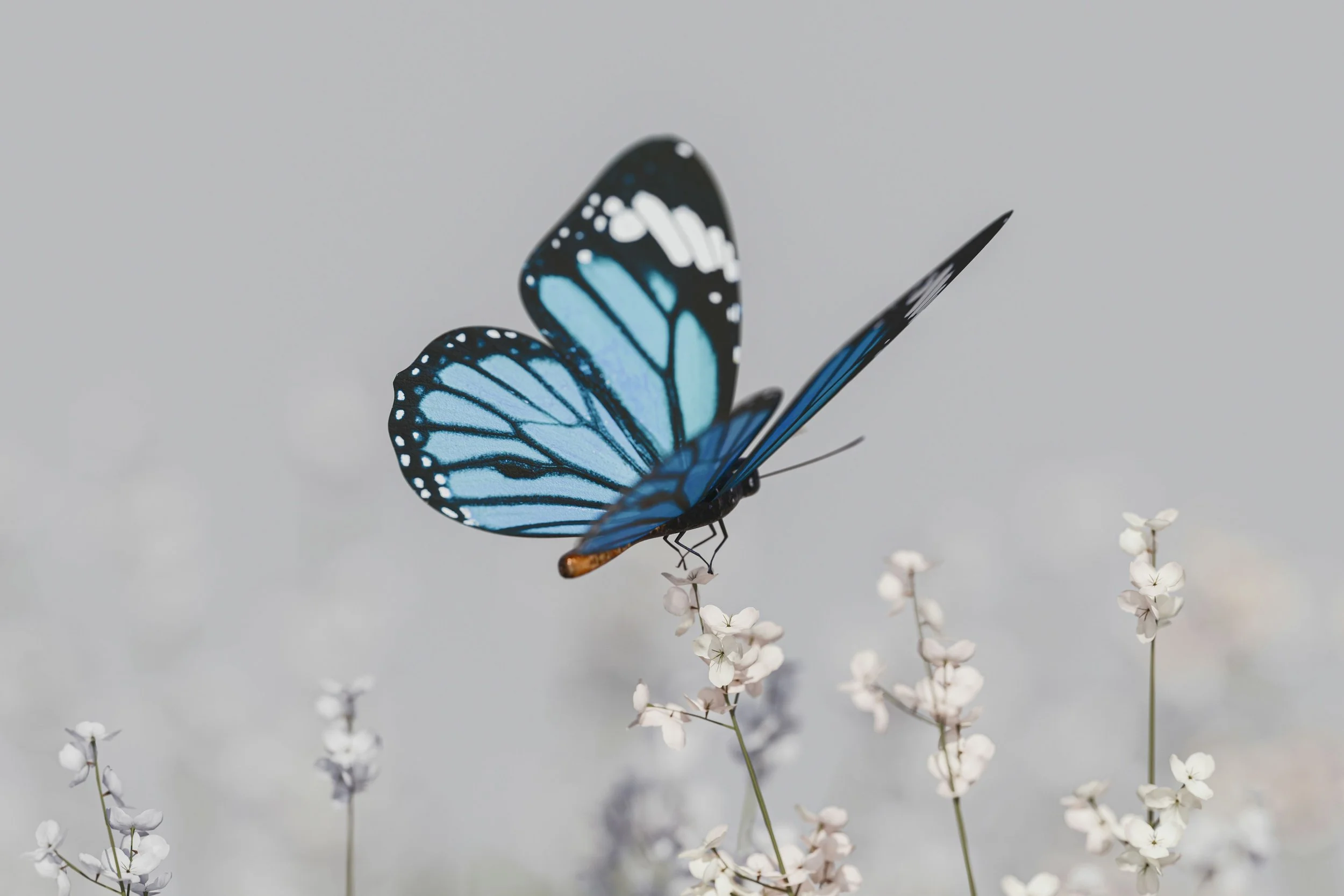 The Butterfly Effect