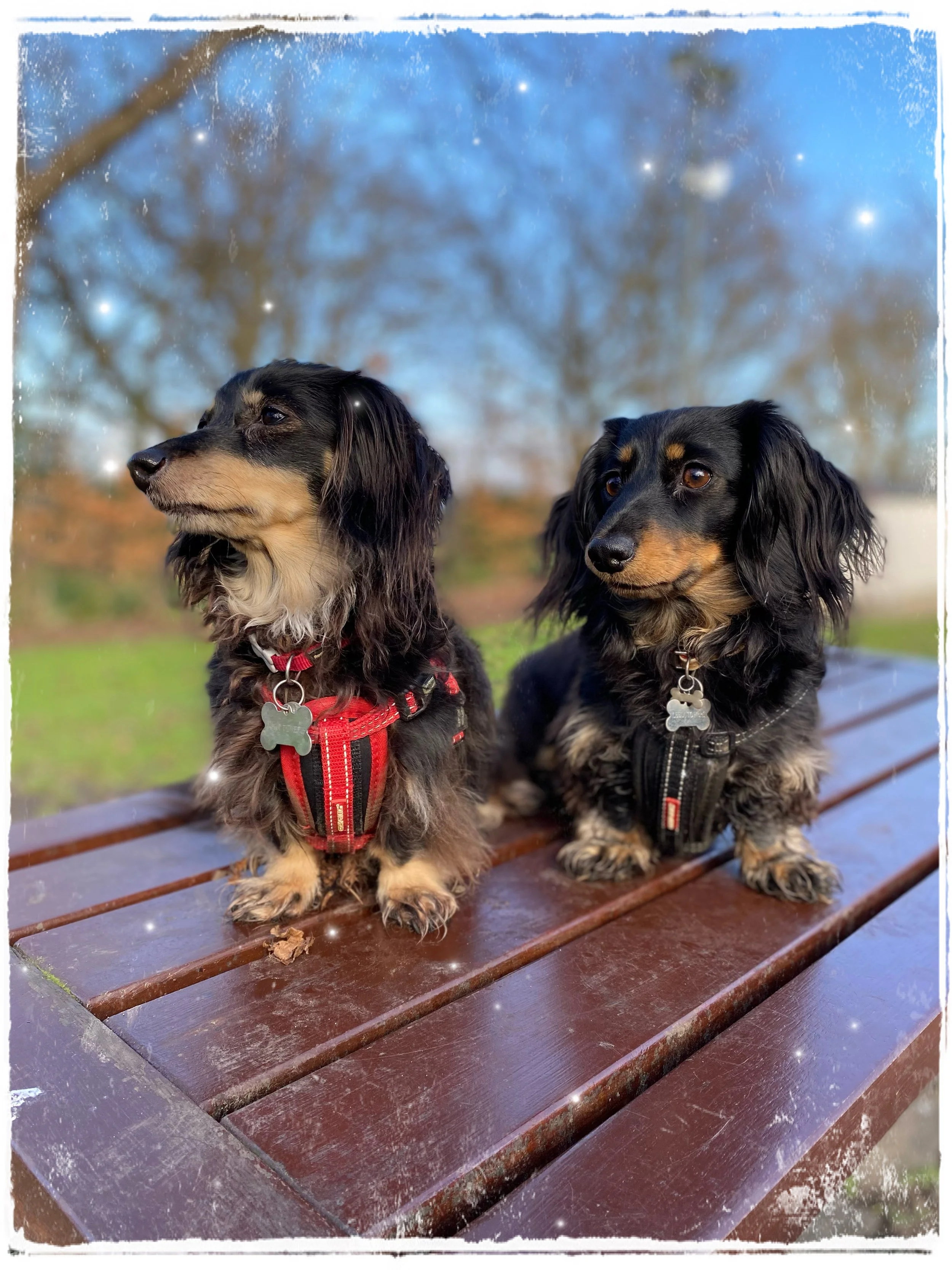 Two long-haired Dachshunds sitting on a park bench outdoors on a fall day with trees in the background. One is wearing a red harness, and the other a black harness, both with bone-shaped tags. The photo features a filter with stars and a painterly border.