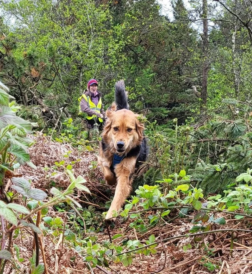 A golden-brown dog running through a green forest trail with its handler in the background wearing a yellow vest and a red cap.