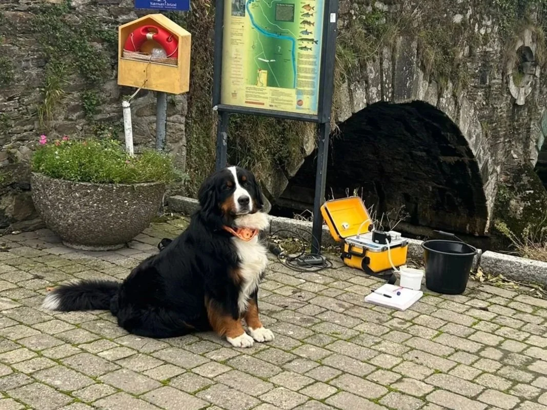 A Bernese Mountain Dog sitting on a brick sidewalk near a bulletin board and a flood monitoring system with equipment and a black bucket.