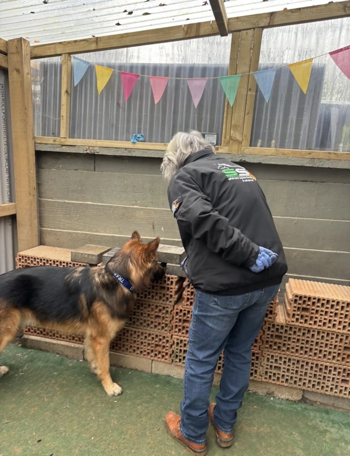 A person is working with a German Shepherd dog in a construction area with stacked bricks, wood panels, and a metal roof. The person appears to be guiding the dog, which is wearing a collar, towards the bricks.