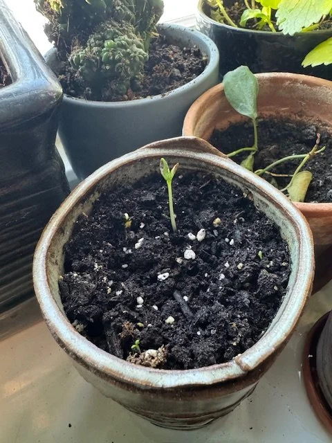 Custom Spellwork + Tarot Reading