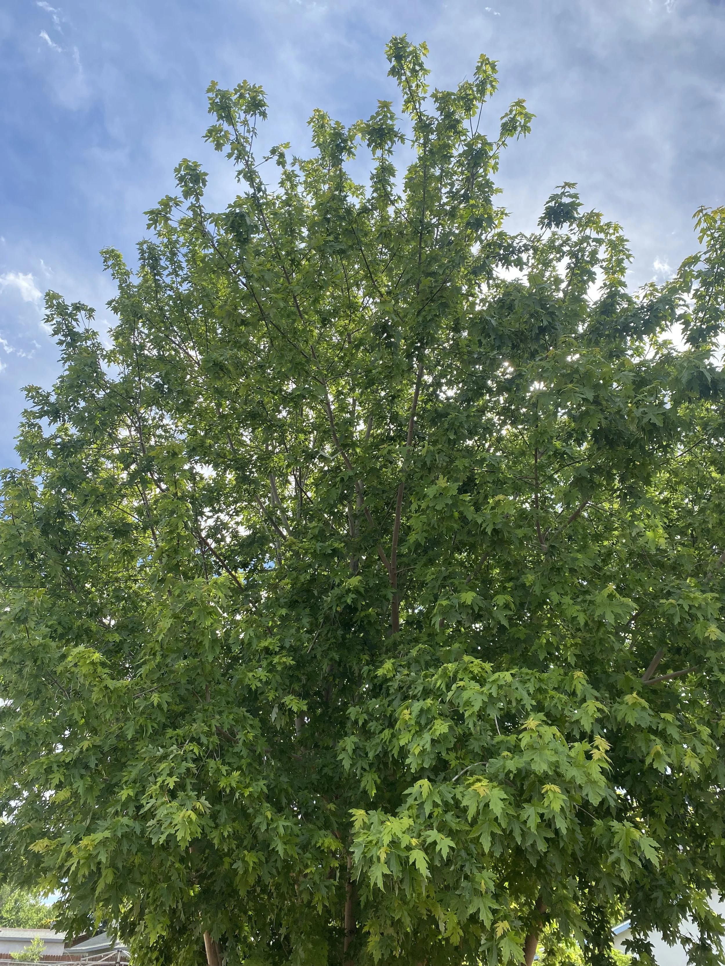 Maple Tree Spring time Prescott Valley, AZ