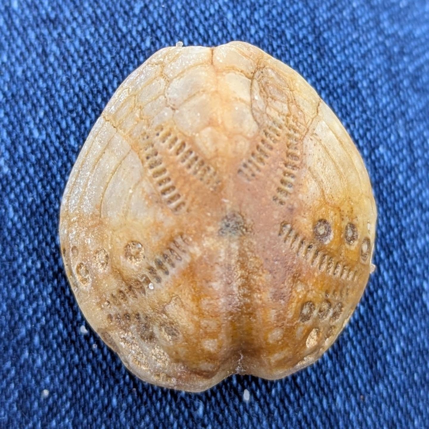 A great find on my first day of fossil/sea glass collecting with my daughter kate@textured.life