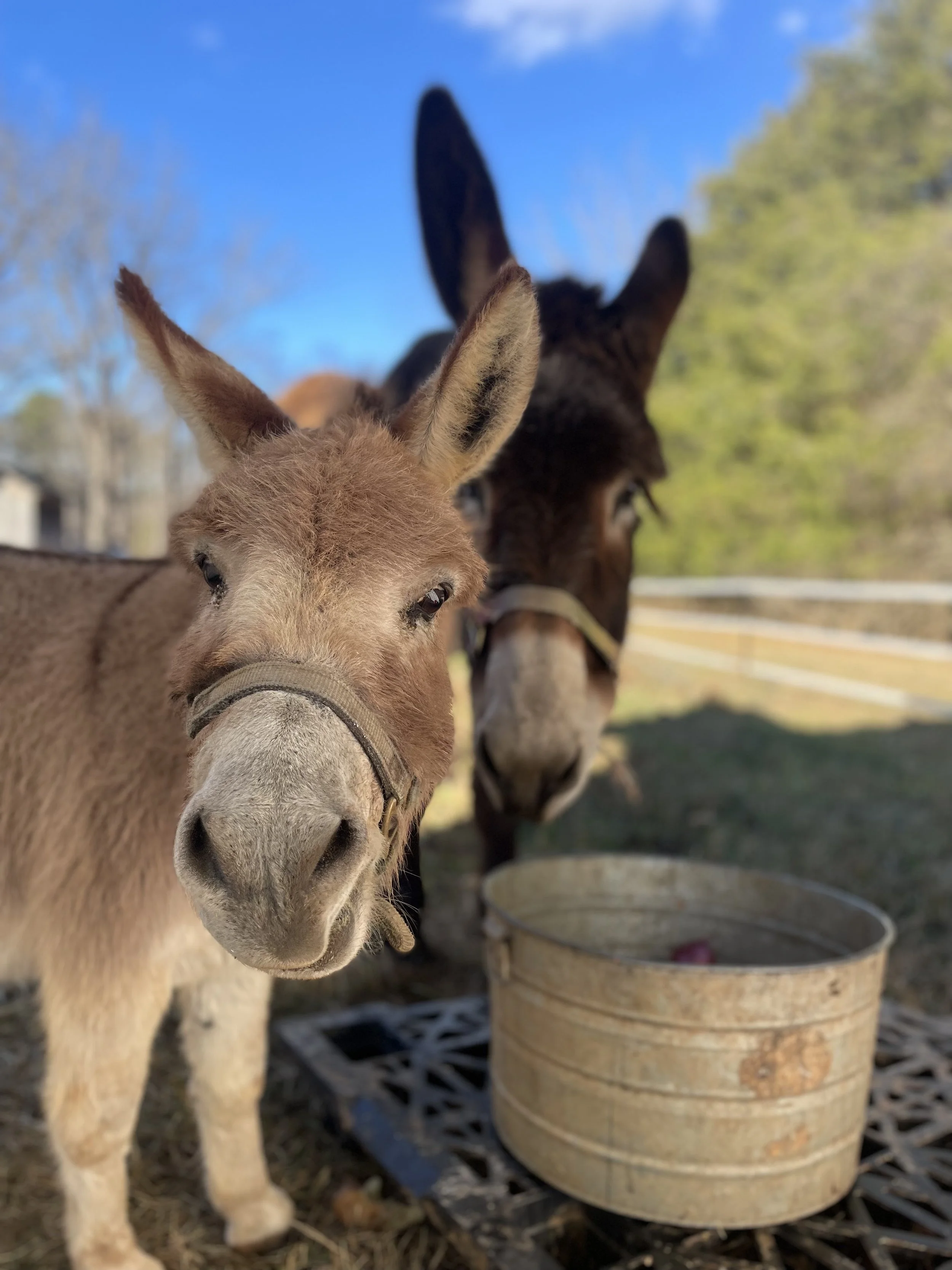 Build a Winter Shelter