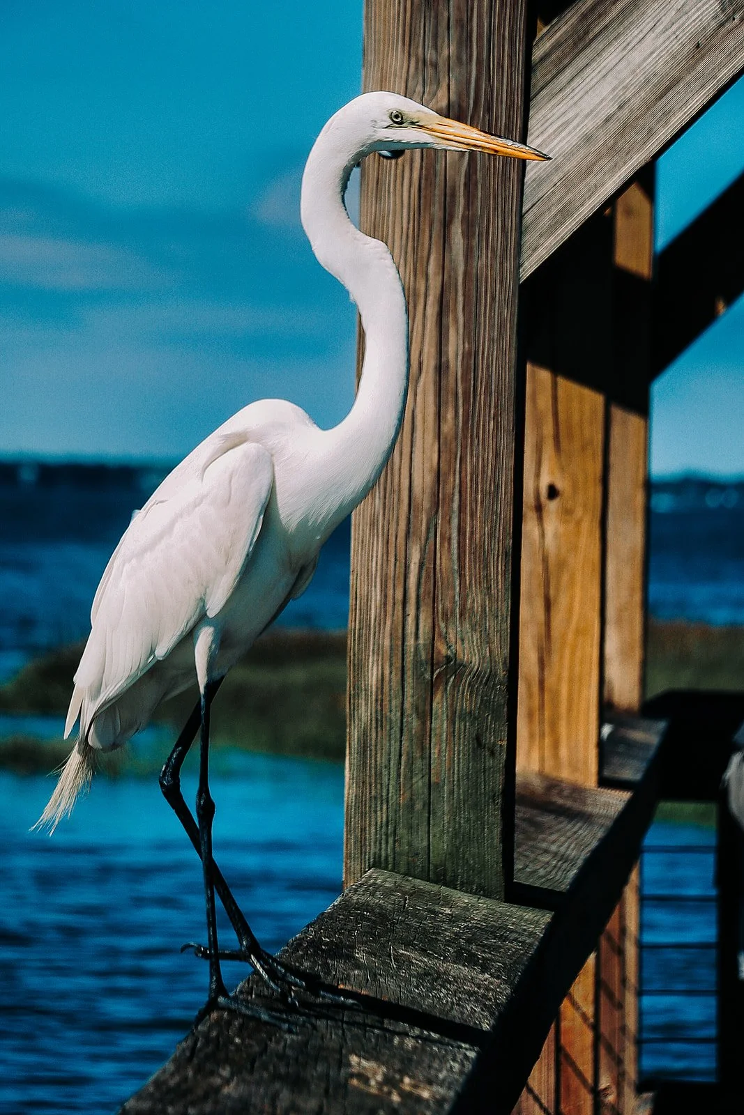 A white heron perched on a wooden dock with water and blue sky in the background.