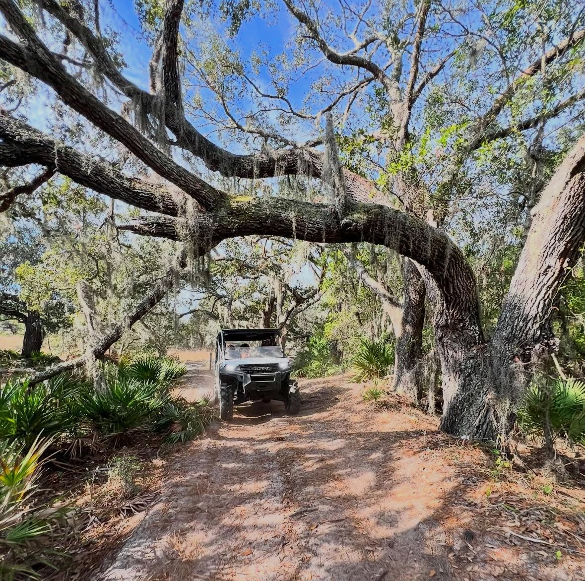 A black Polaris off-road vehicle driving on a dirt trail beneath large, sprawling trees with Spanish moss hanging from their branches in a lush, sunny forest.