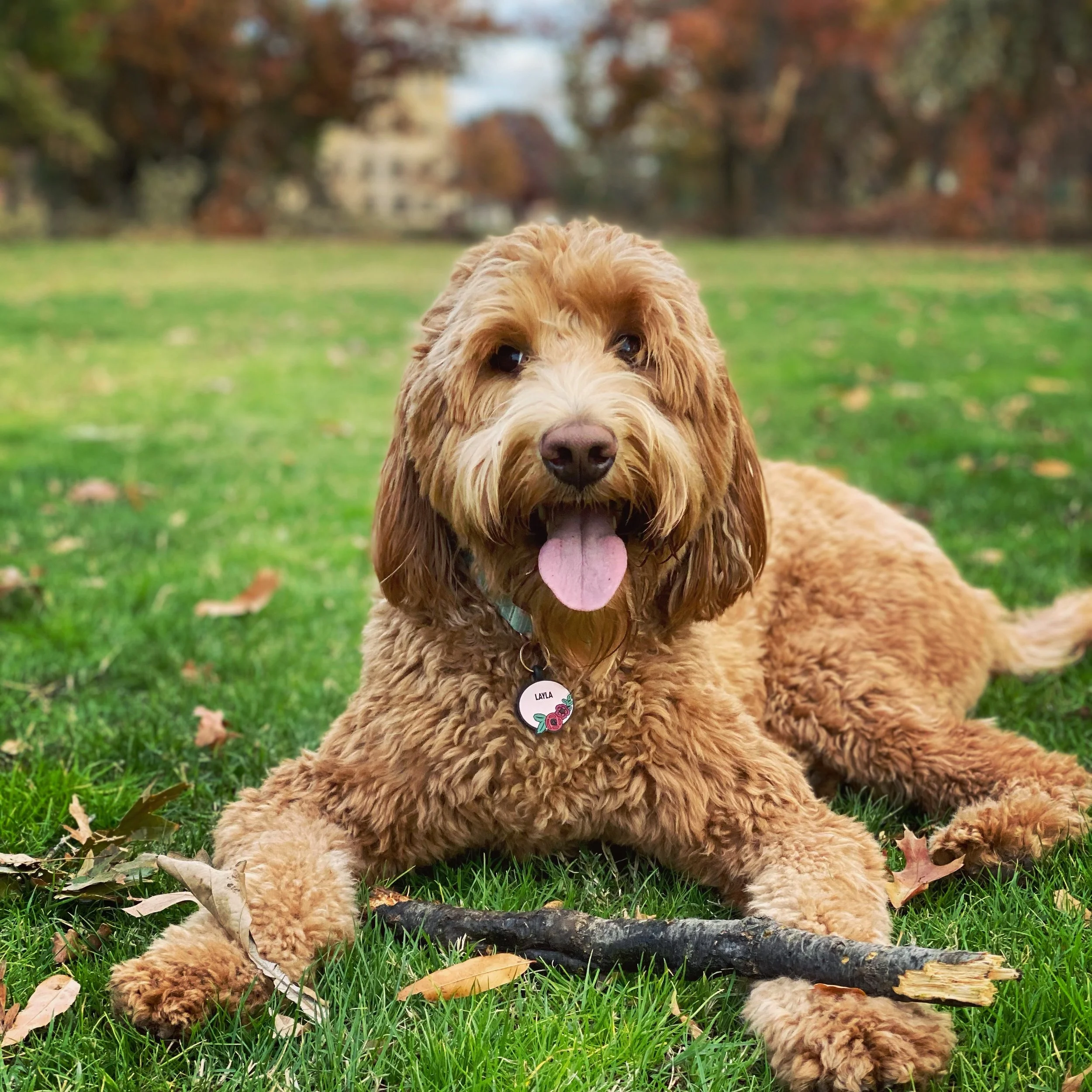 A happy, curly-haired golden doodle dog lying on green grass in a park, with trees and buildings in the background, tongue out, wearing a collar with a tag that reads 'Layla'.