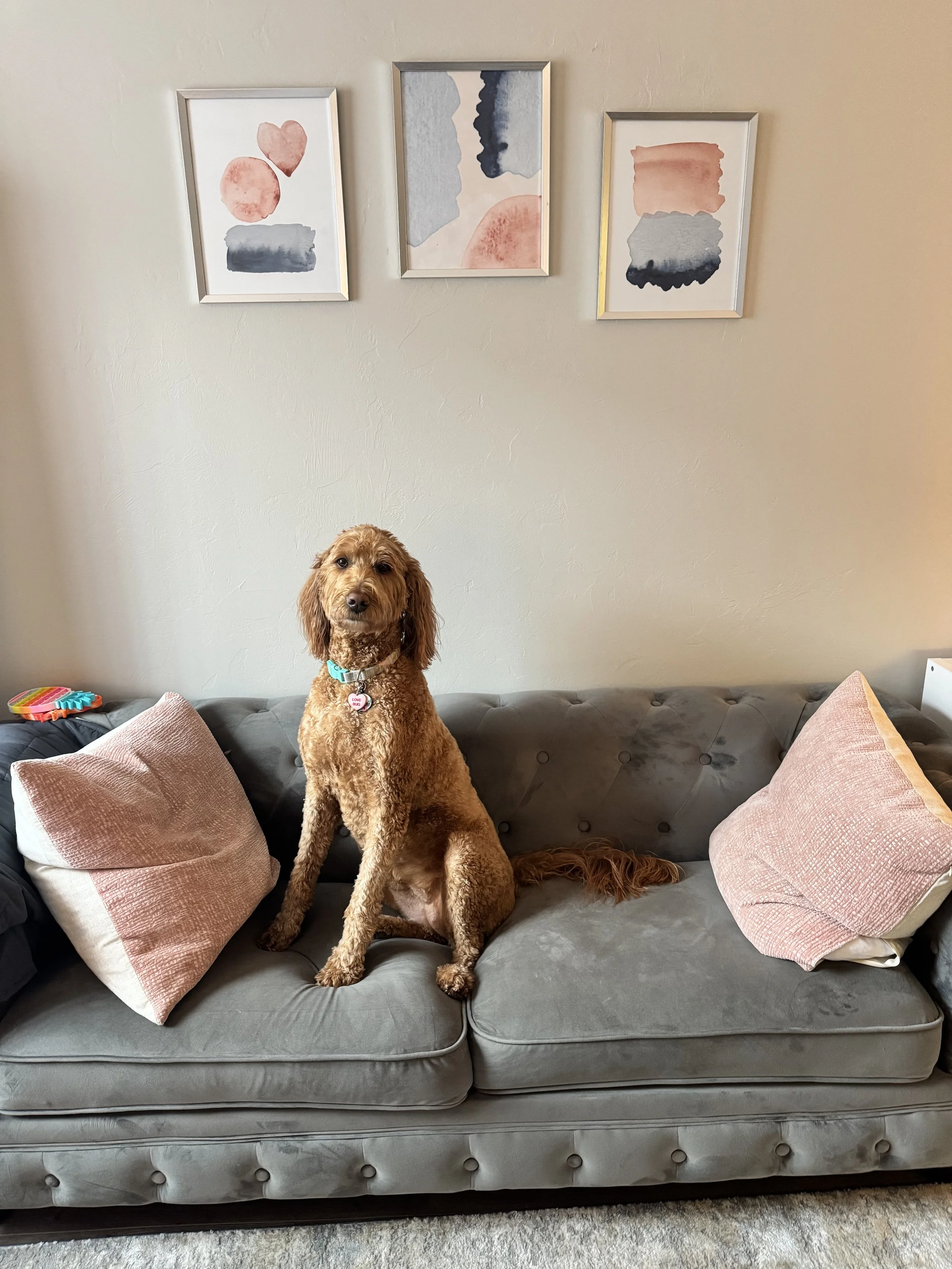 A brown curly-haired dog sitting on a grey tufted sofa with pink pillows, in a living room with three abstract art prints hanging on a beige wall.