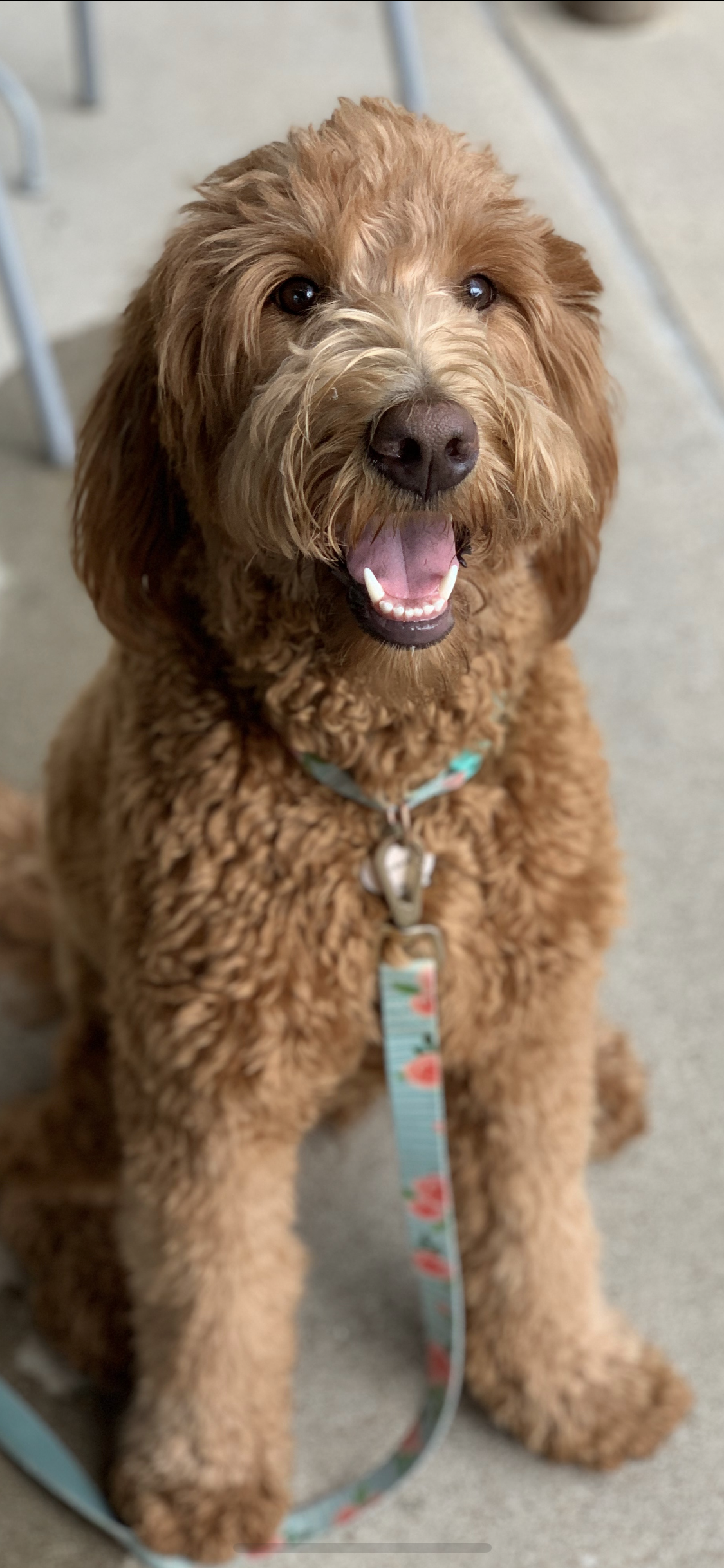A happy, curly-haired brown dog sitting on a concrete surface, wearing a collar and leash, with its mouth open and tongue out.