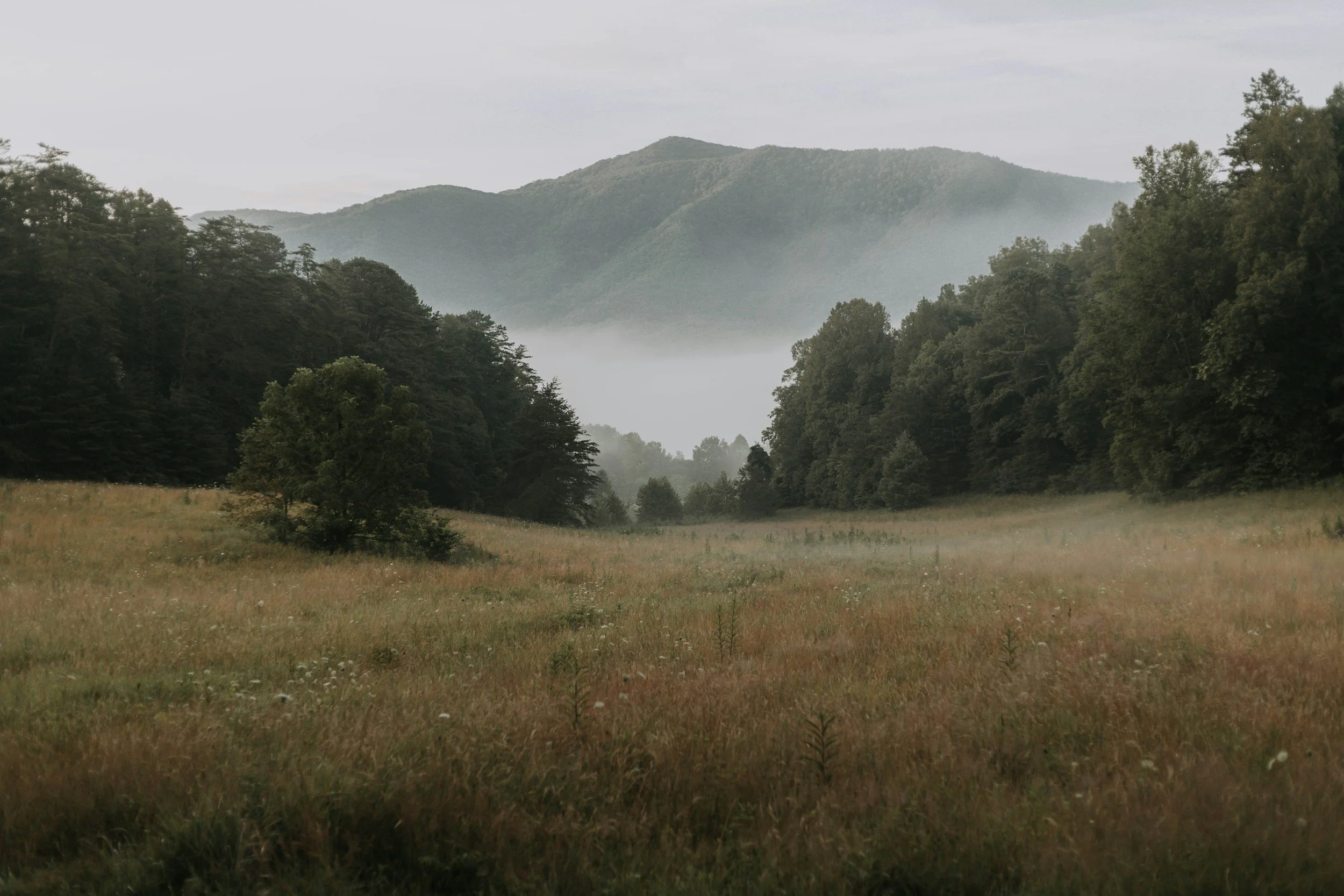 A misty mountain valley with grassy field, trees on both sides, and mountains in the background.