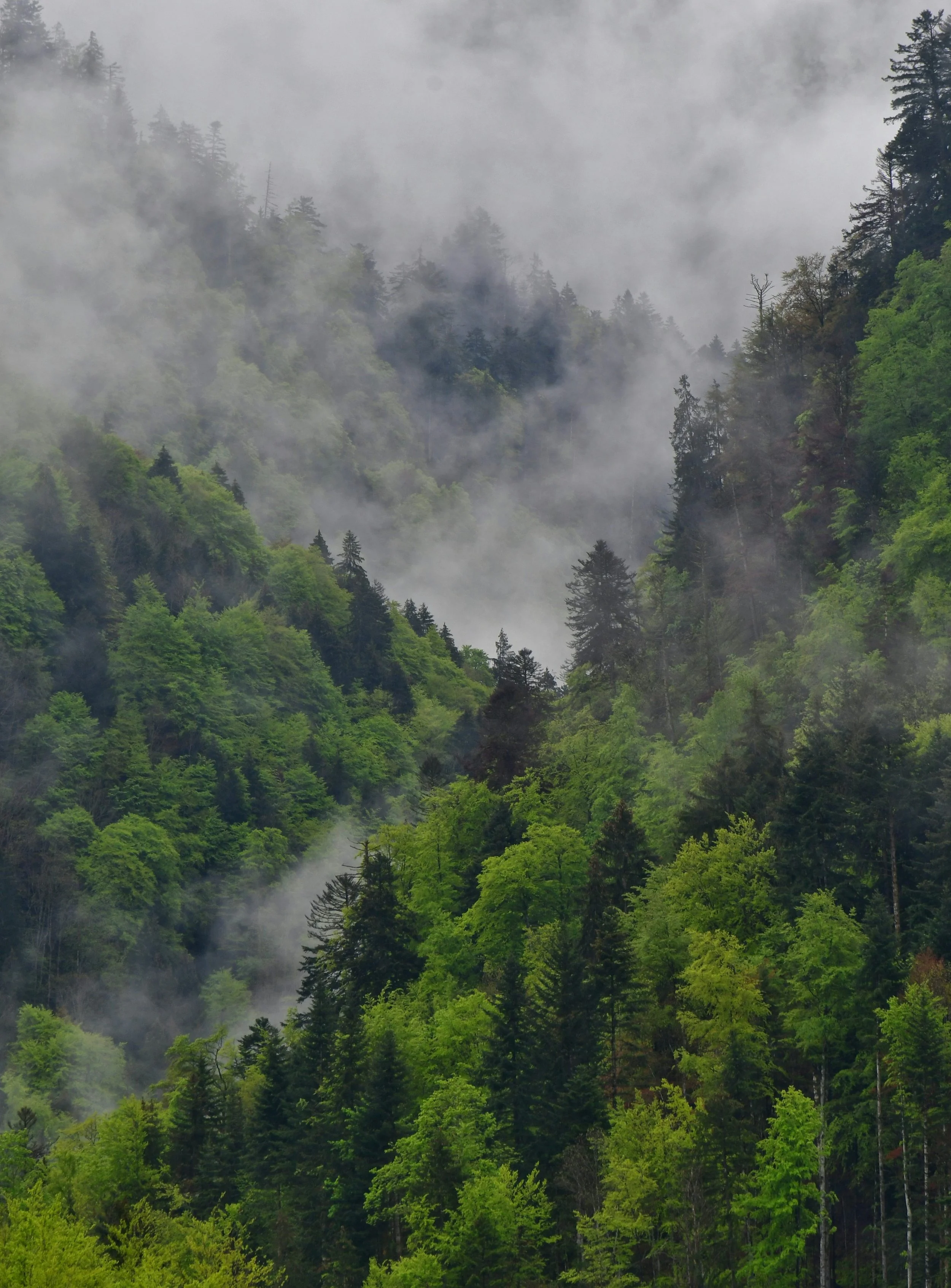 Premium All Day Service