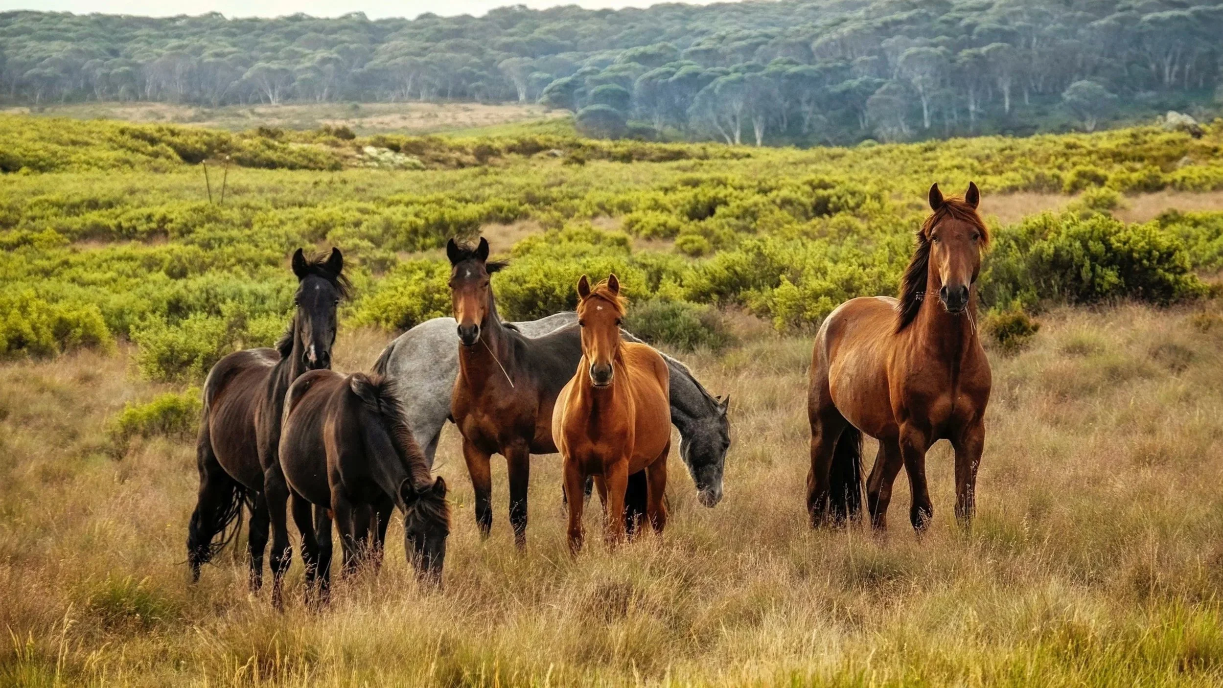 Six horses grazing and standing in a grassy field with green bushes and trees in the background