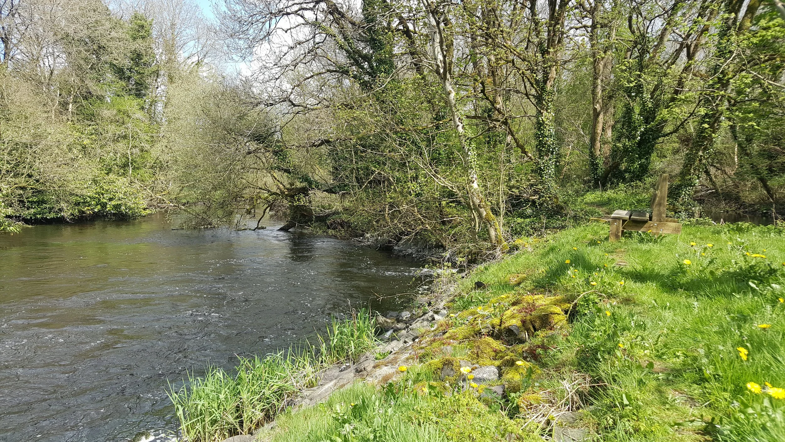 A peaceful riverside with calm water and lush green grass. There are several trees with budding leaves along the bank and a wooden bench overlooking the river. Yellow wildflowers are scattered across the grass.