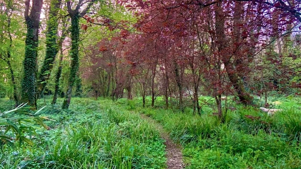 A narrow dirt trail surrounded by lush green grass, trees, and bushes in a dense forest with pinkish-purple foliage.