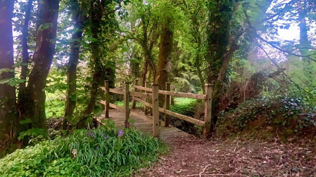 A wooden footbridge crosses a small stream in a green wooded area, surrounded by trees, bushes, and plants.
