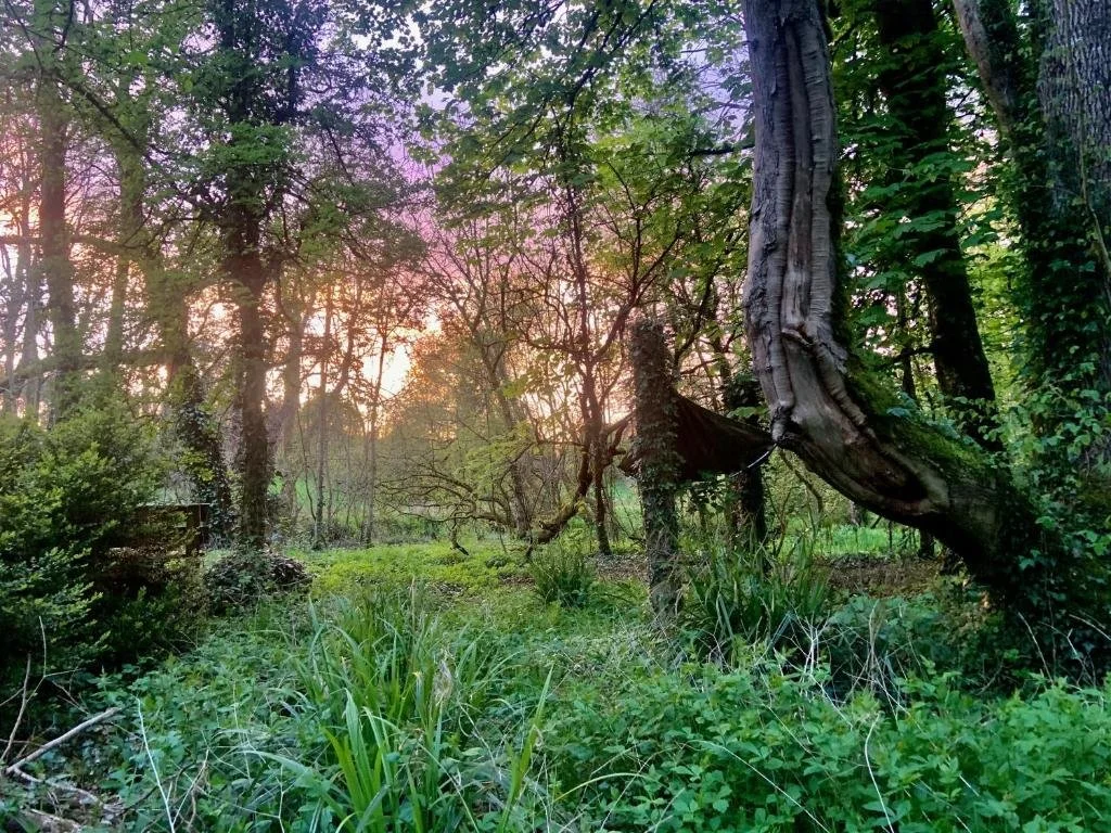 Sunset in a forest with trees and dense green vegetation.