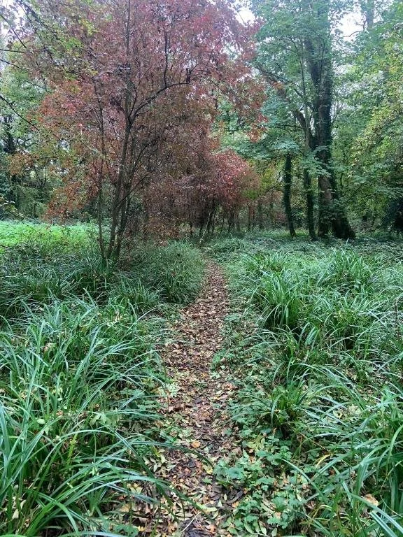 A narrow dirt trail through a lush forest with green grass and trees, some with reddish leaves, and fallen leaves on the ground.