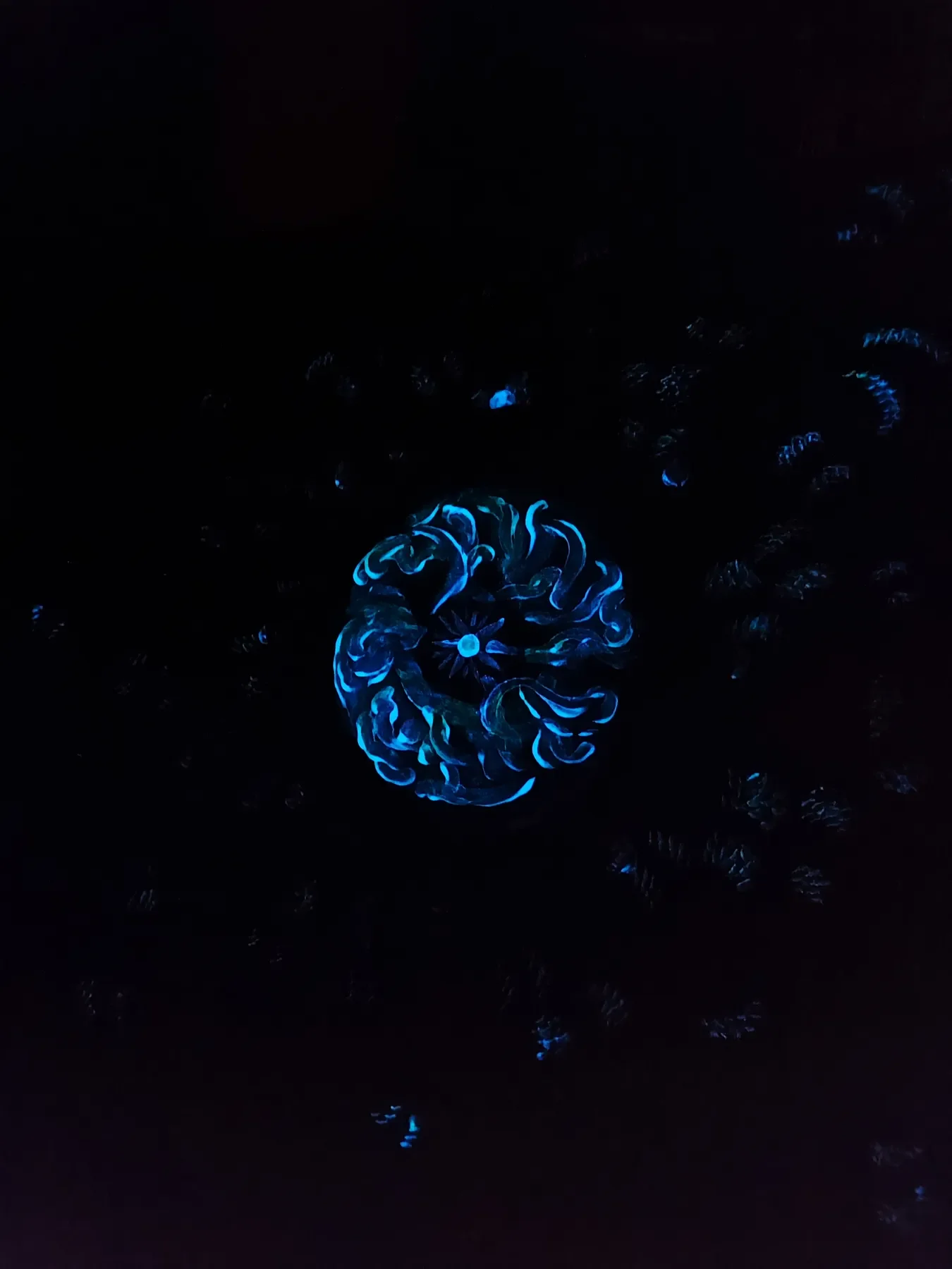 Vue nocturne de "Octocoral" acrylique de Tom Dusauvage. peinture phosphorescente sur toile représentant une forme vaporeuse luminescente bleu. 