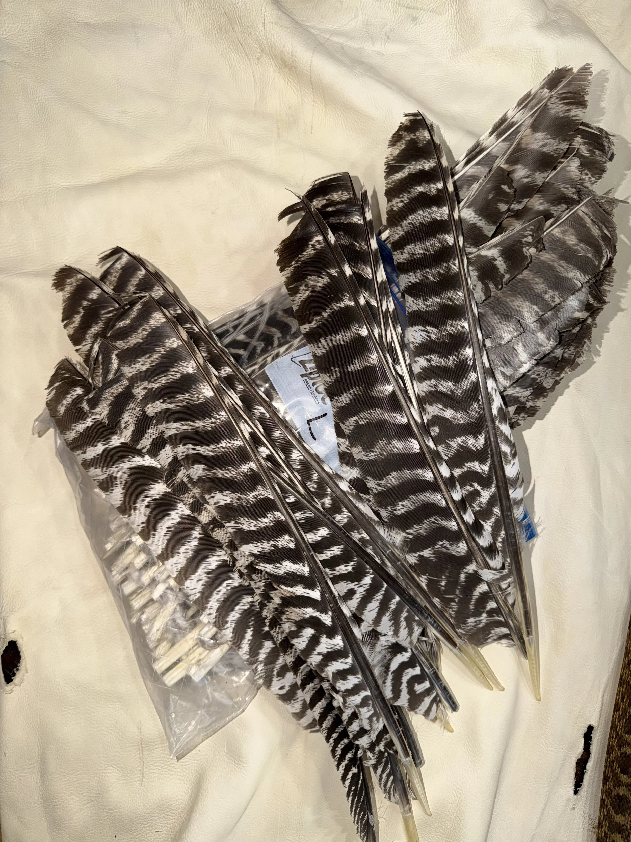 Un-cut Turkey Feathers. Left-Wing.