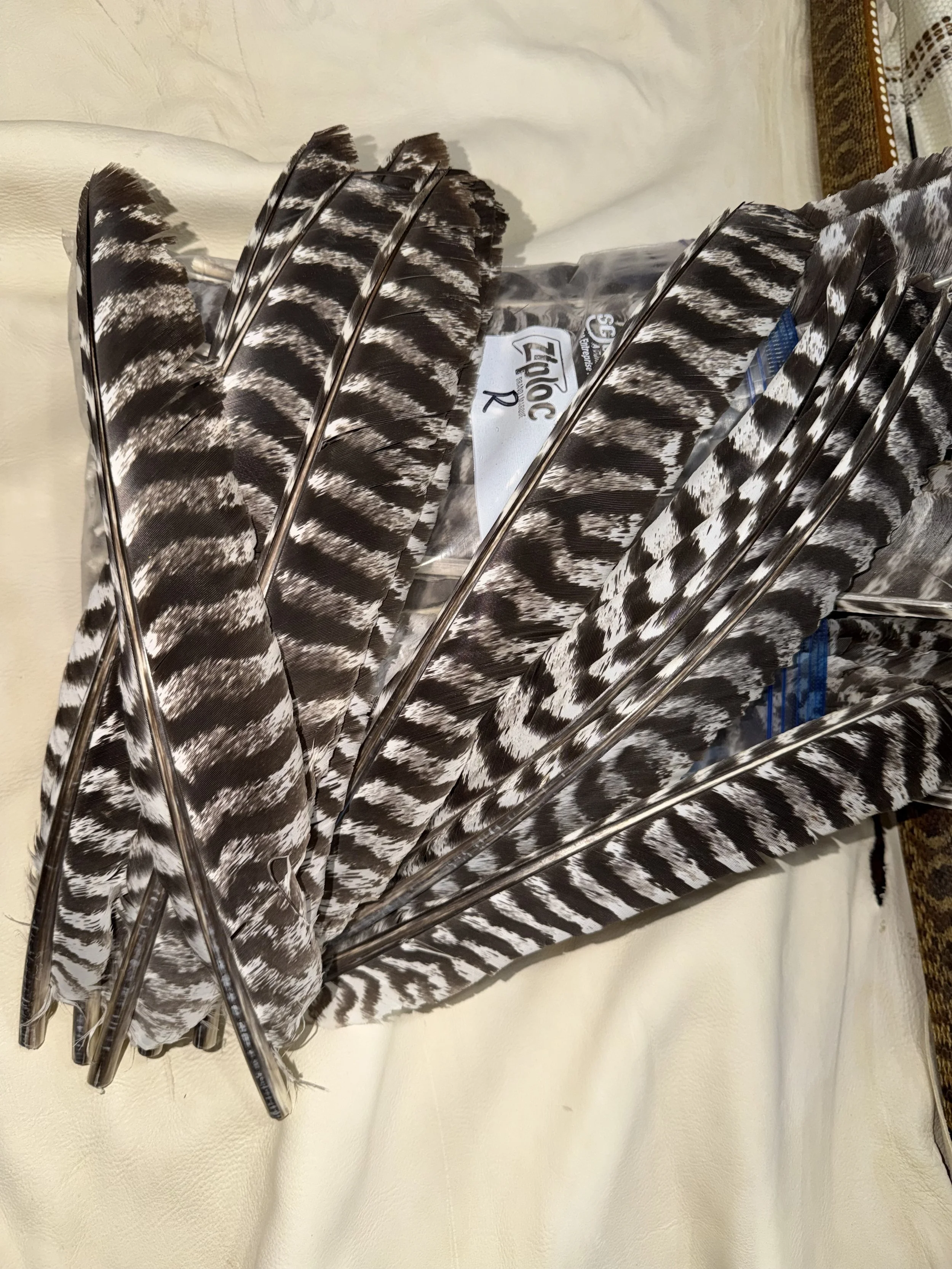 Un-cut Turkey Feathers. Right-Wing.