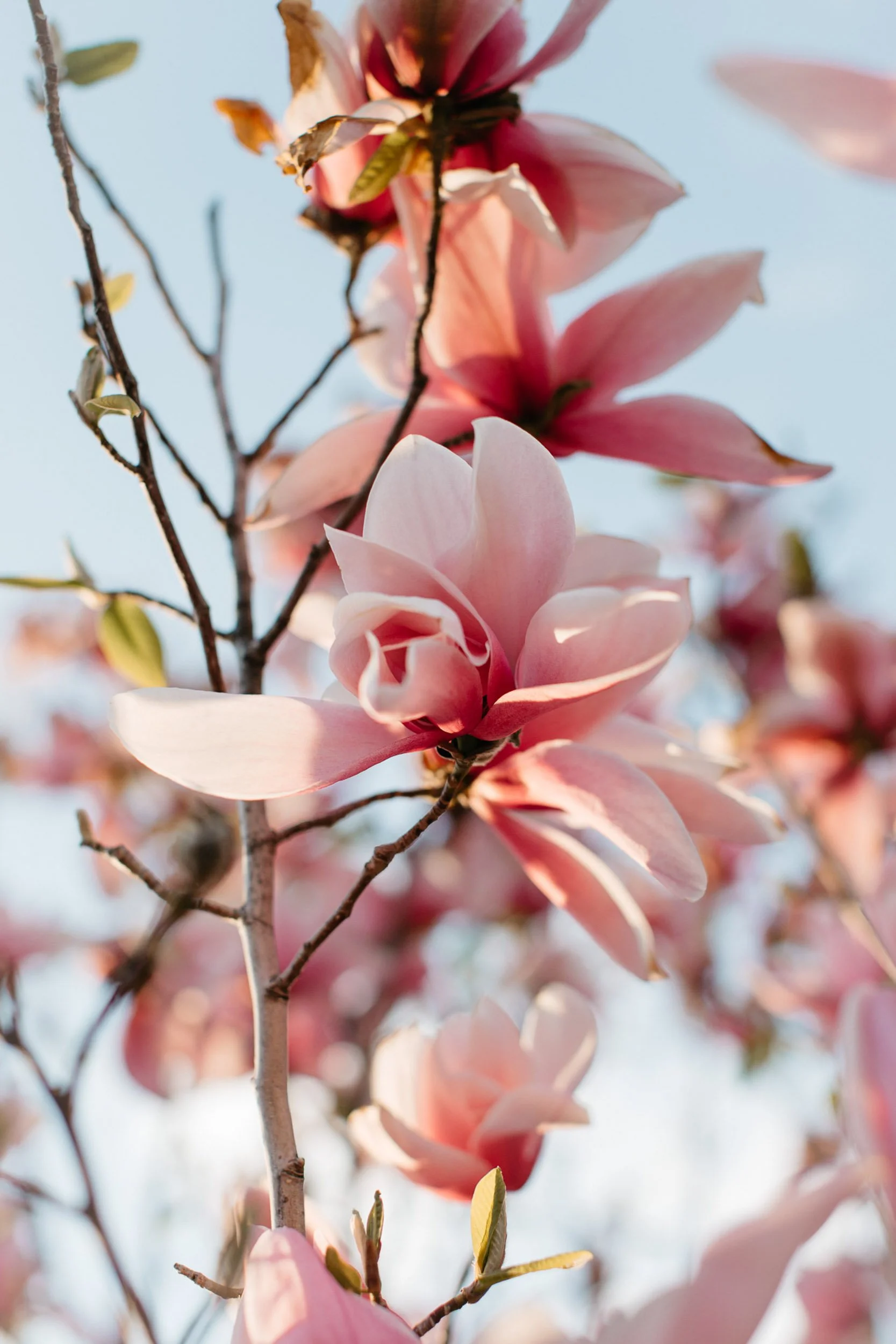 Lifestyle, Sofia Clara