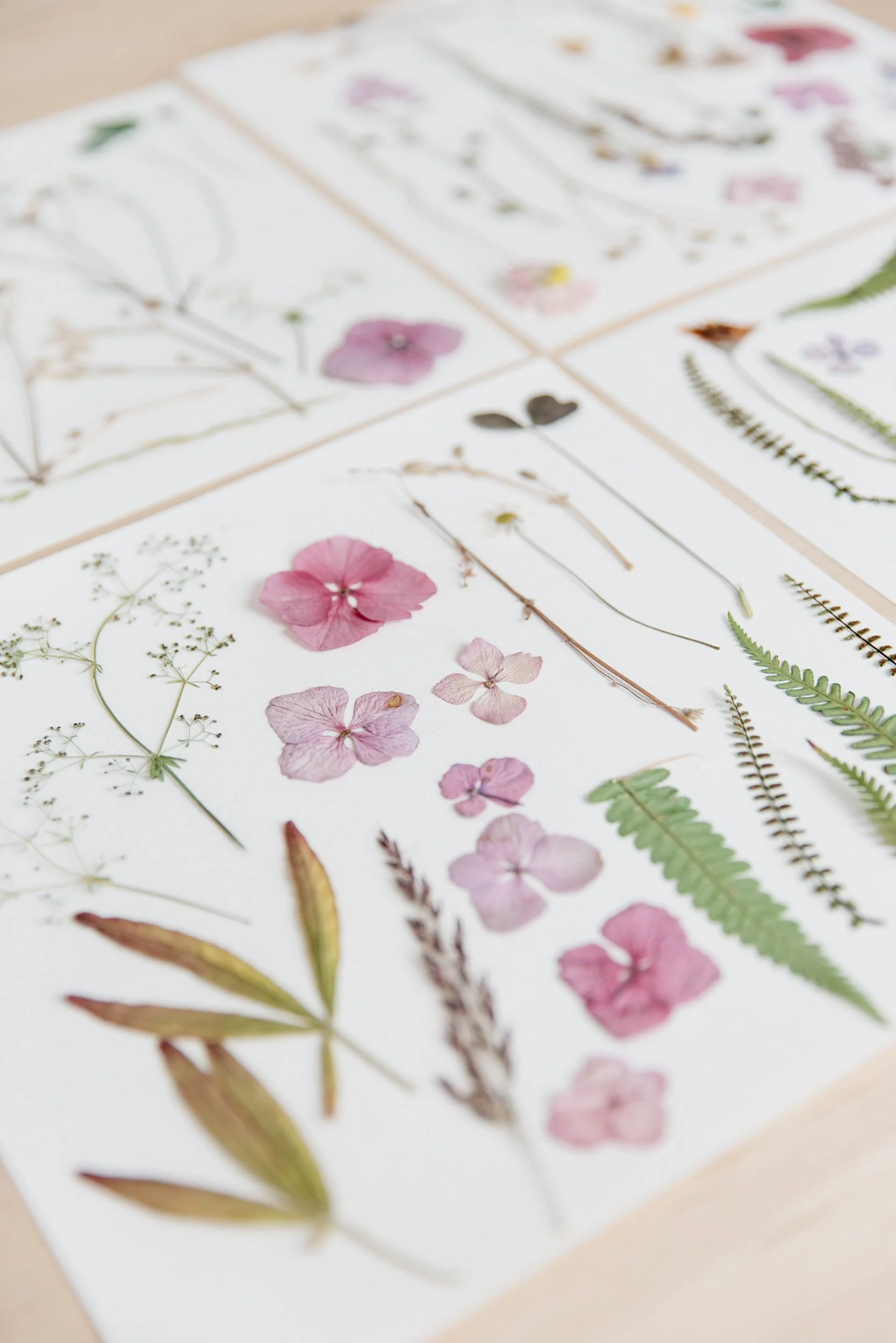 Creative, Sofia Clara