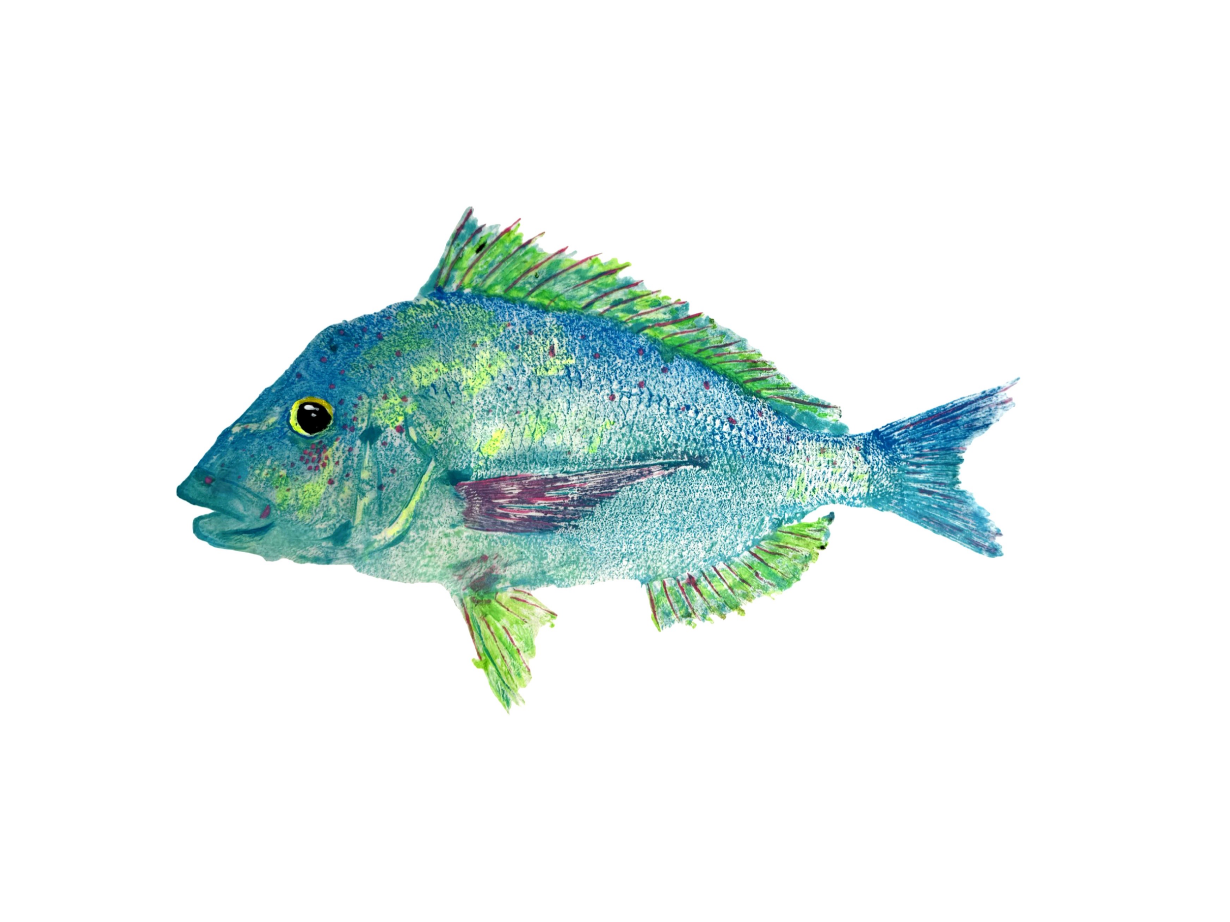 18%E2%80%9Dx14%E2%80%9D+Neon+Porgy.png