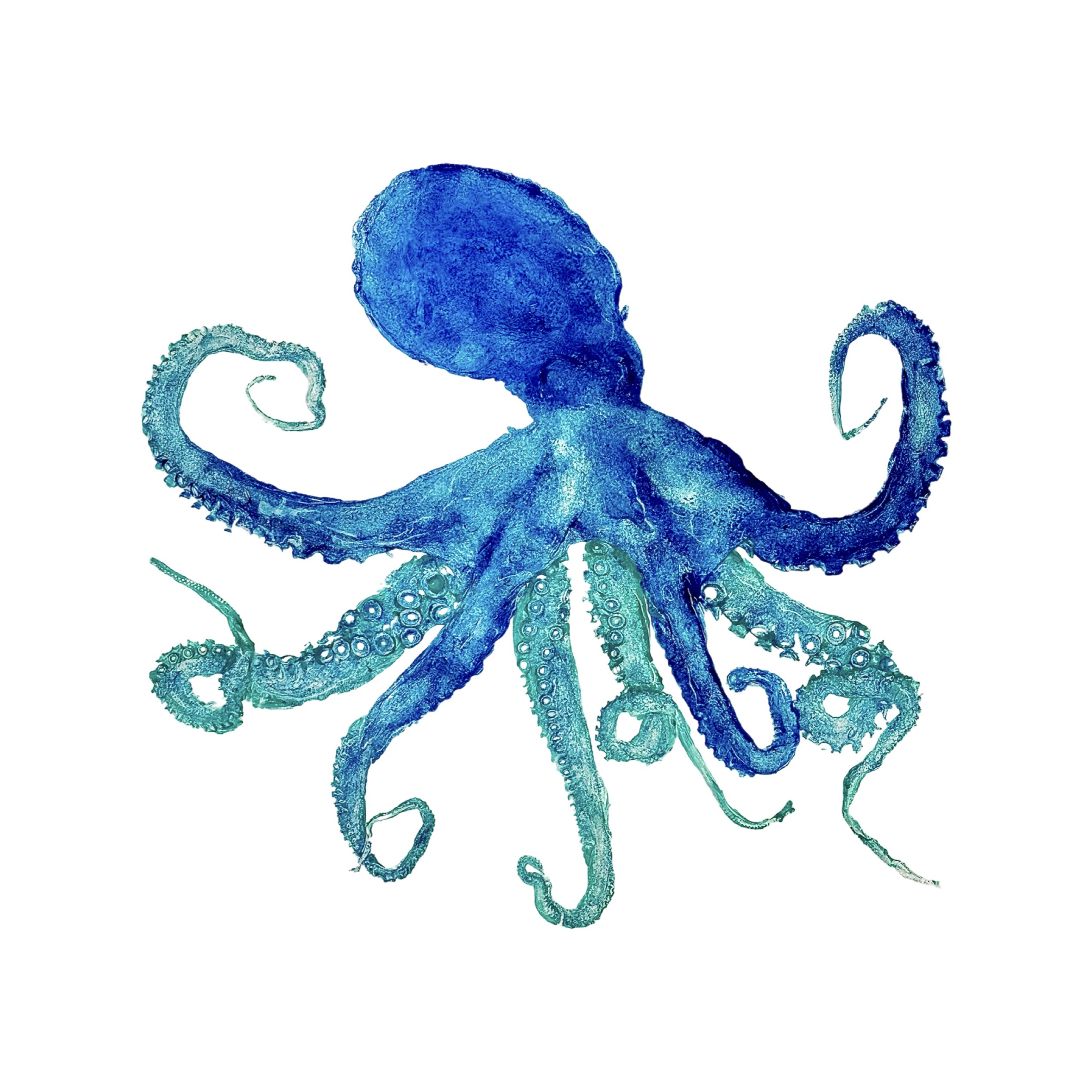 16”x16” Blue Green Octopus copy.png