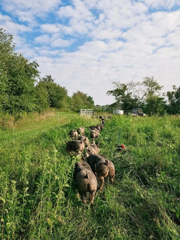 pasture raised pork and organic grain